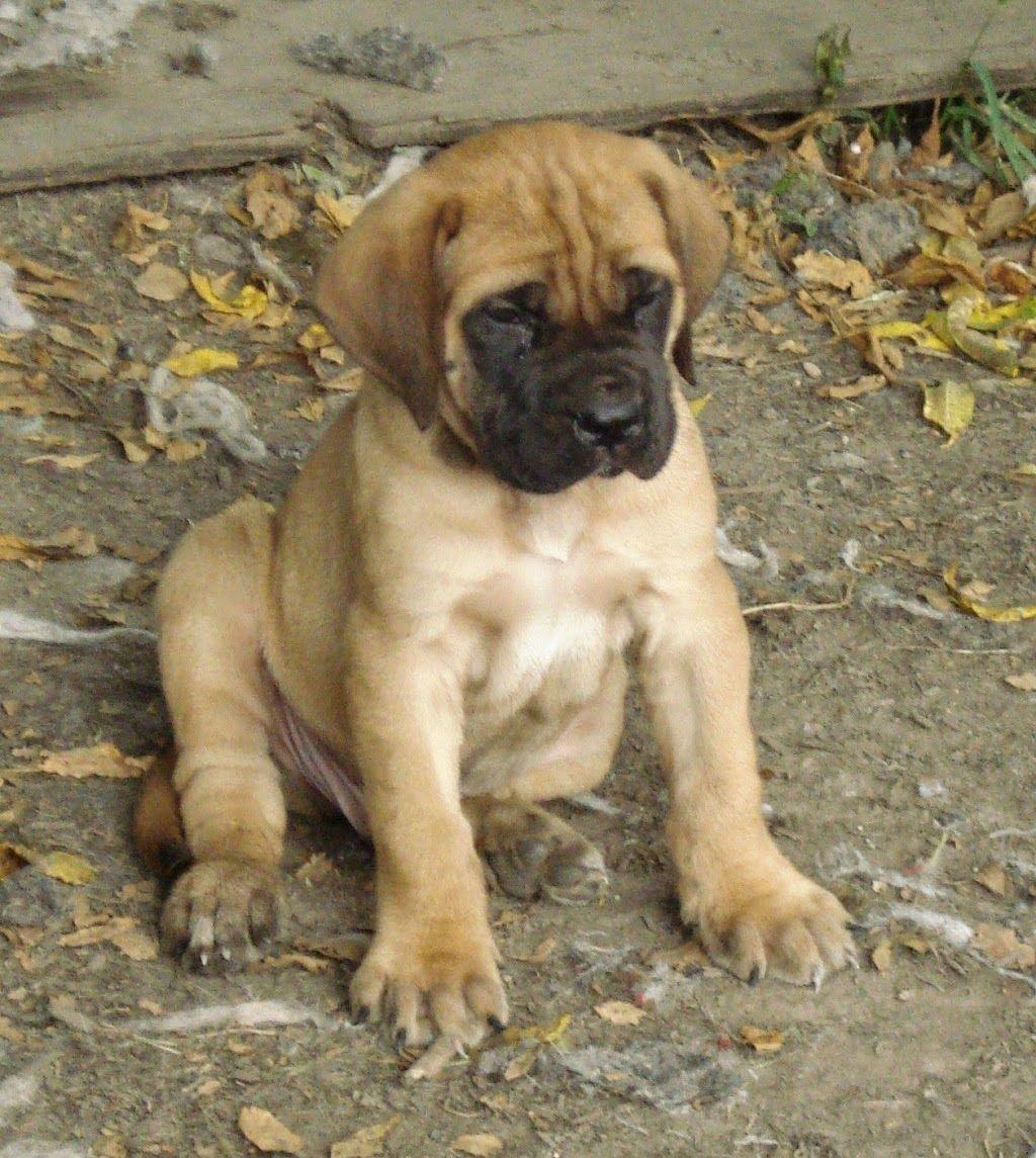 image of English Mastiff Puppies - #SpaceHero