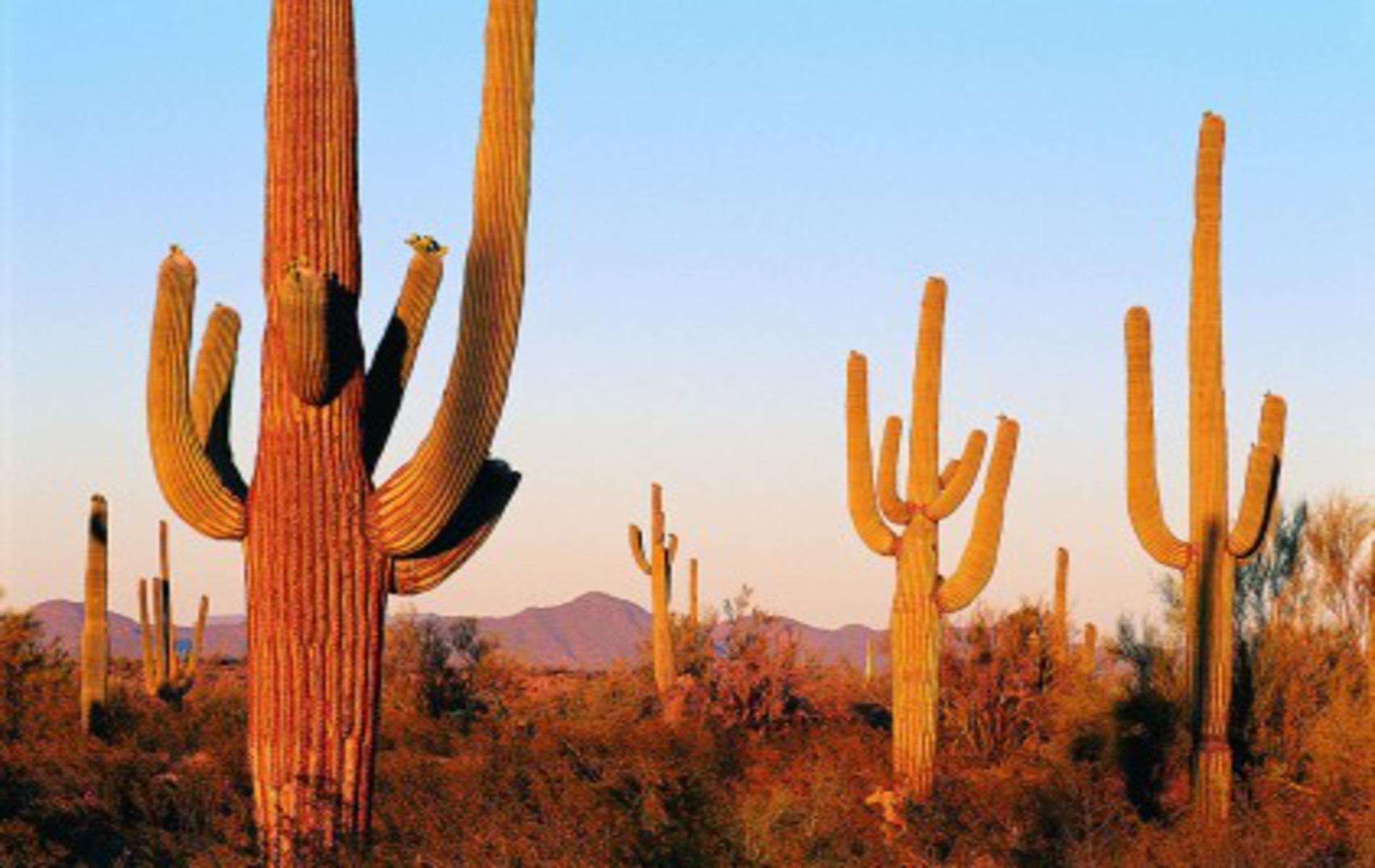 Desert Concept. Cactus, Cactus image, Desert picture
