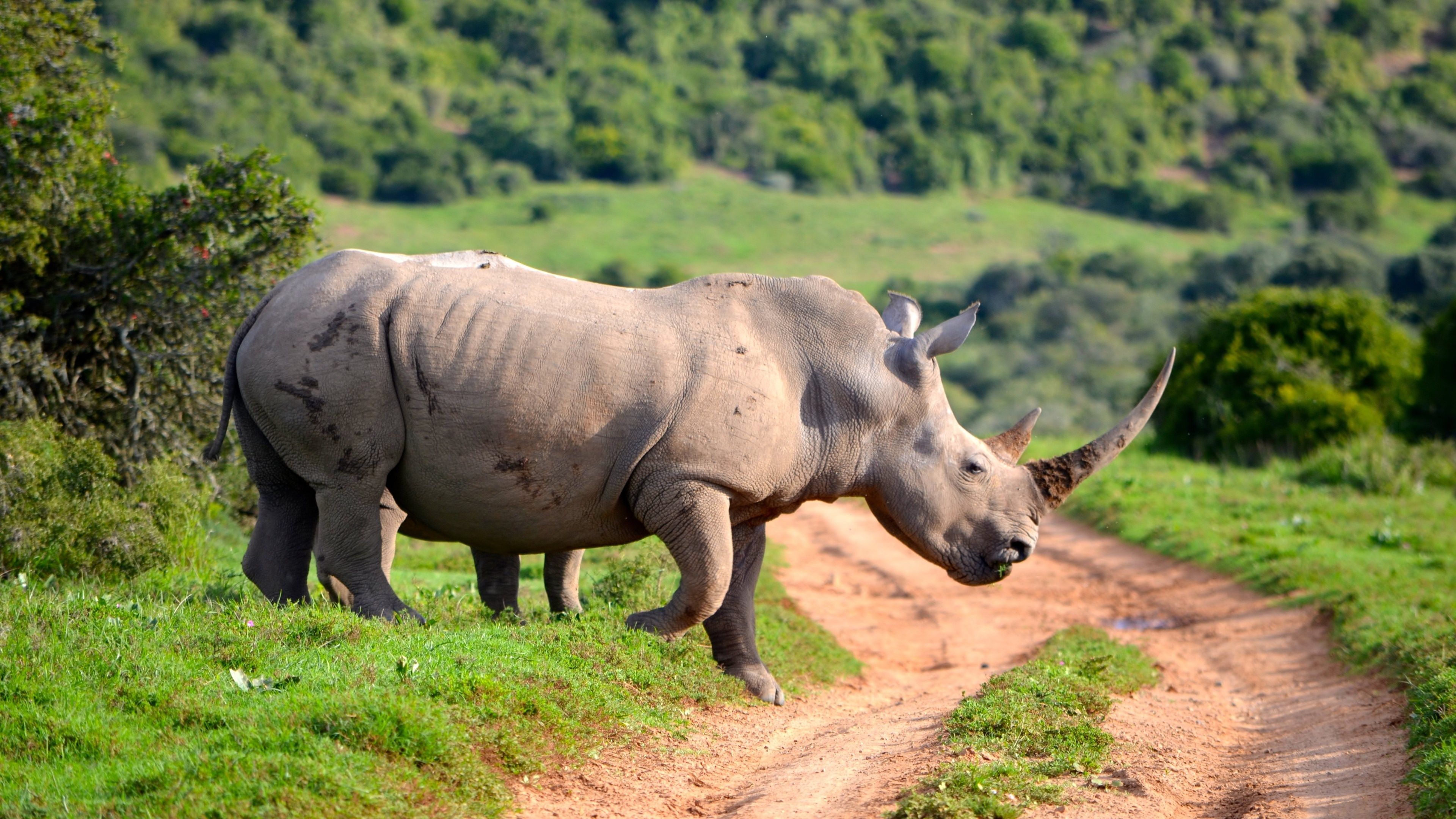 Rhino HD Wallpaper and Background Image