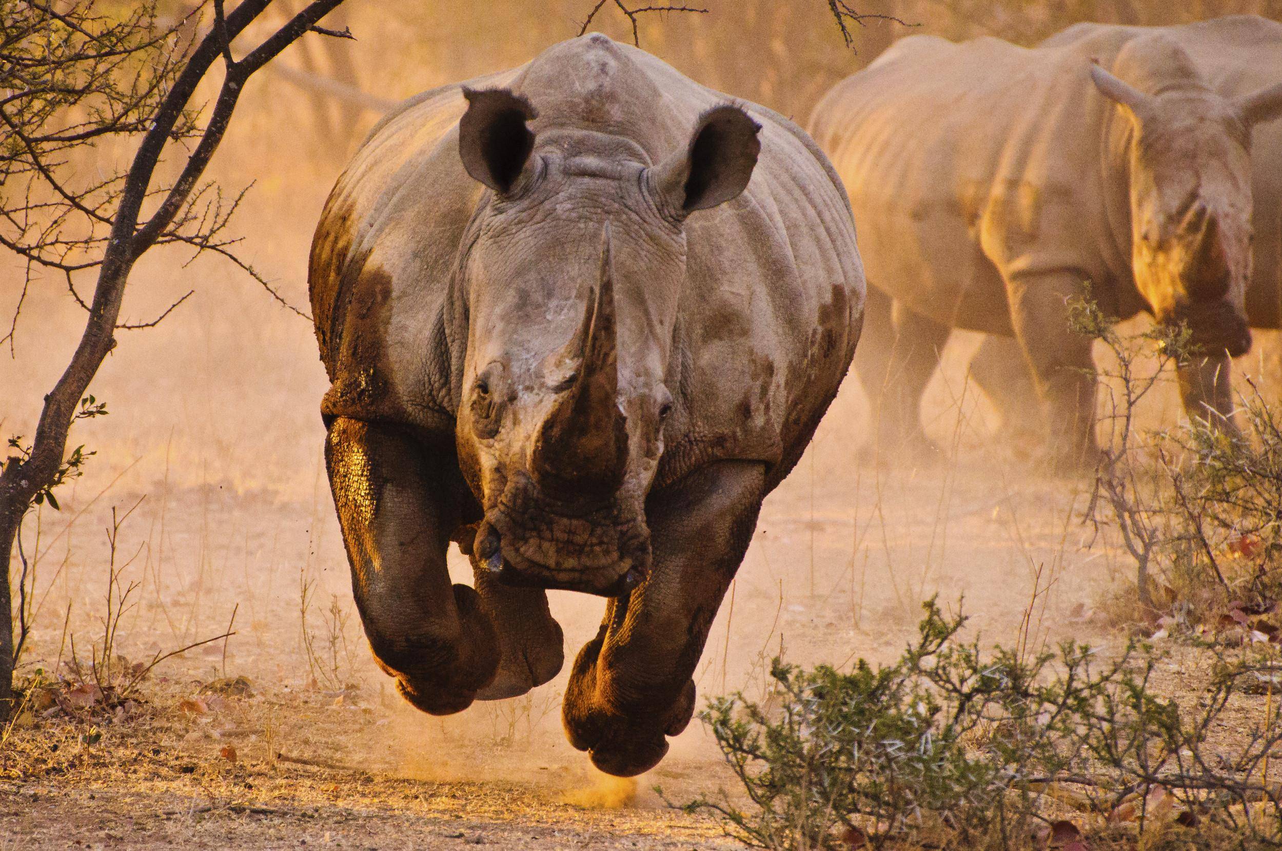 Rhino Wallpaper, Picture, Image