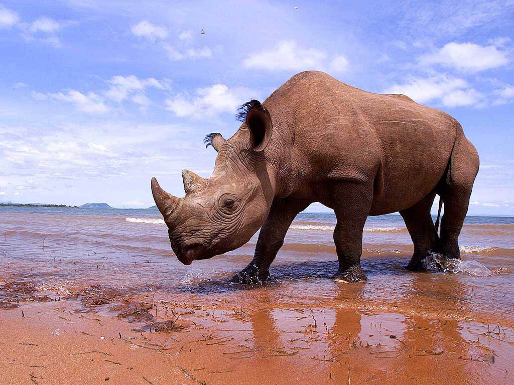 Rhinoceros Animals Photo Free Stock HQ Wallpaper Download