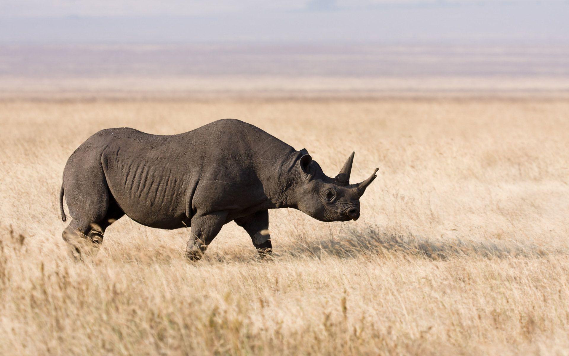 Rhinos HD Wallpaper