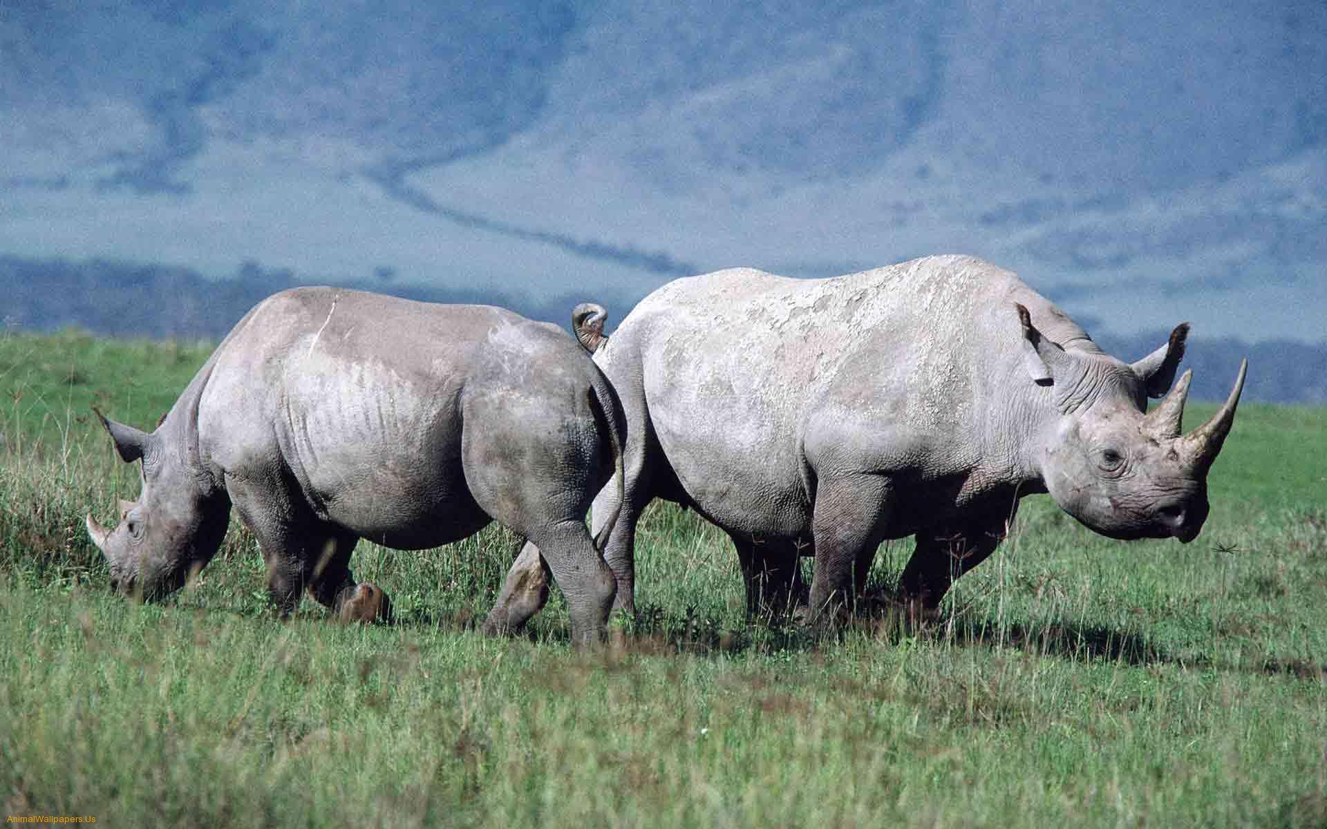 Rhinos image Rhinoceros HD wallpaper and background photo