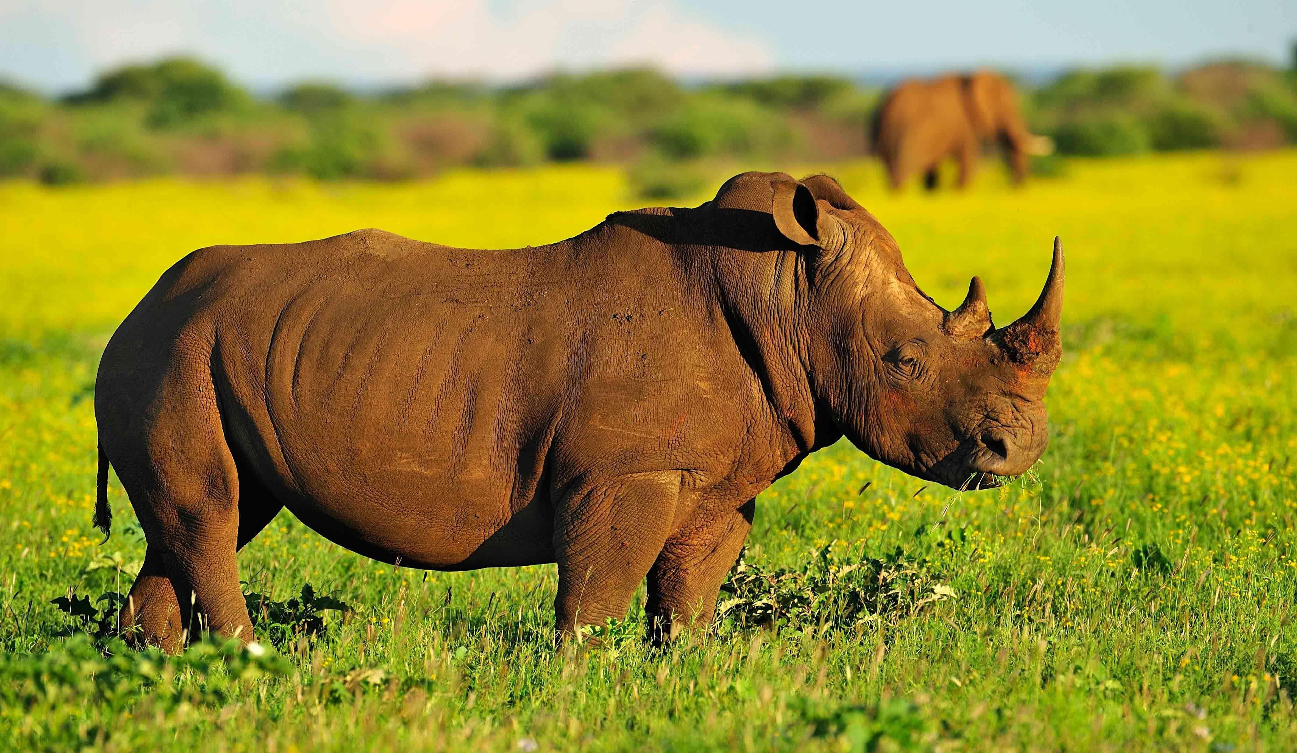 Rhinos Wallpaper High Quality