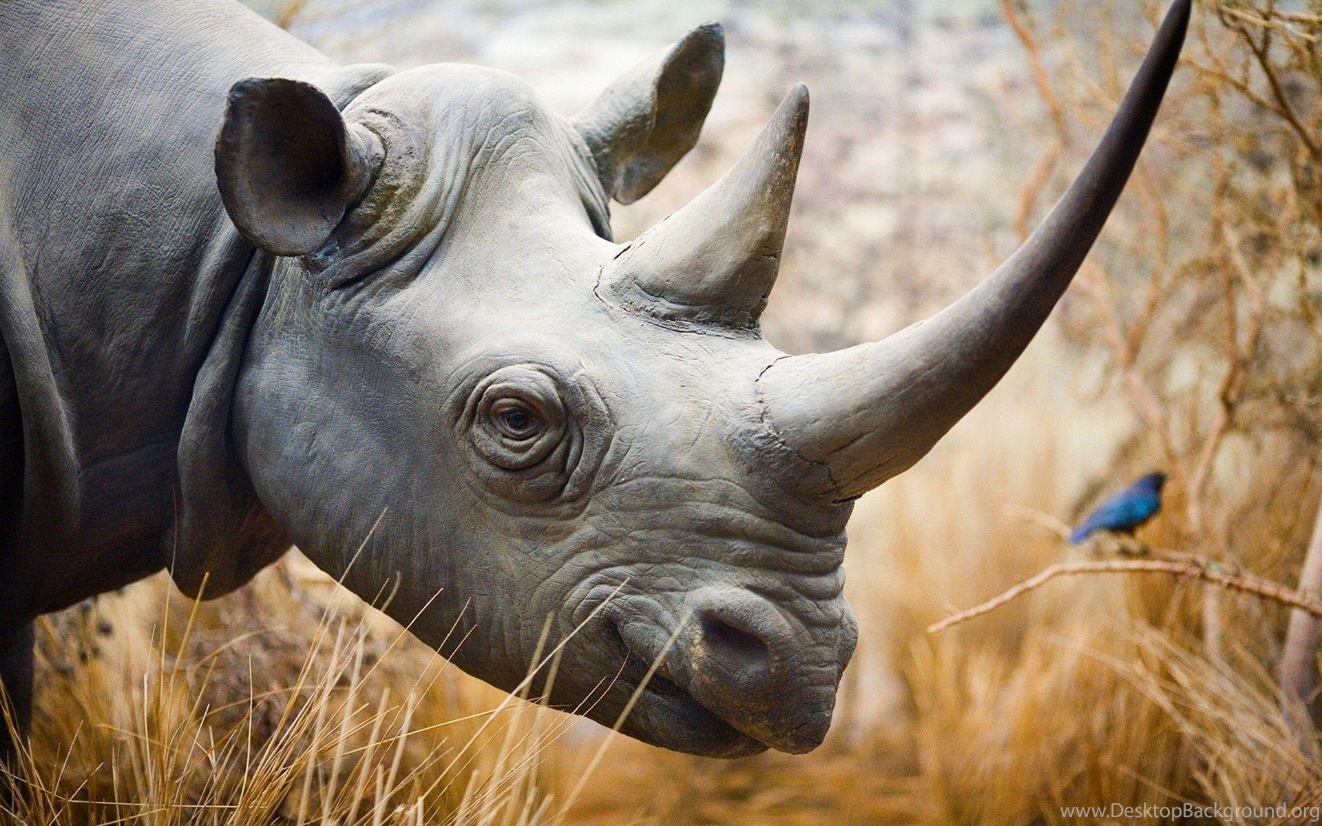 Rhino's Smile 1920x1200 Full HD 16 10 Wallpaper Desktop Background