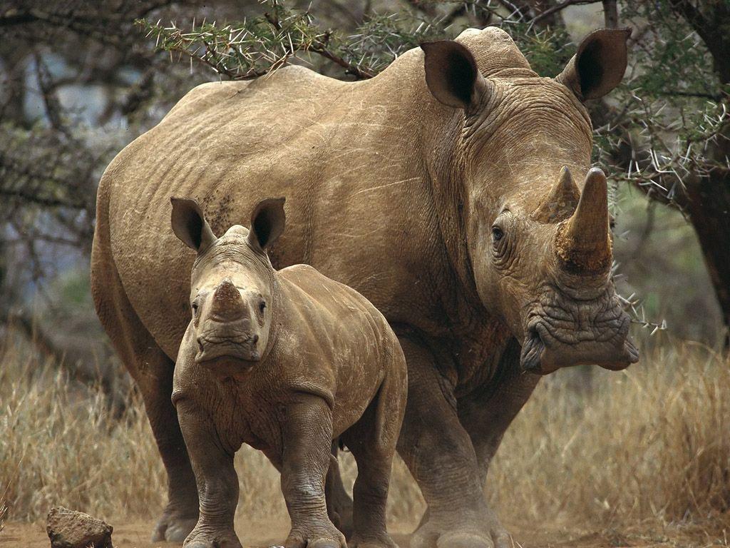 Rhinoceros background wallpaper wallpaper