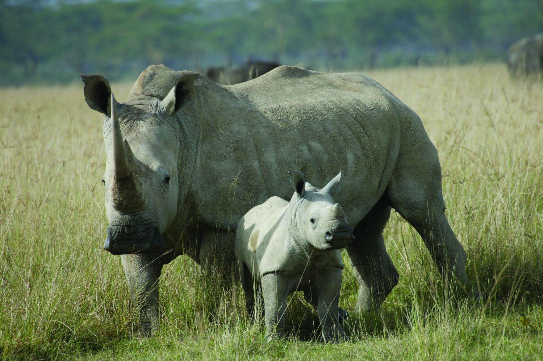 Rhinos Wallpaper High Quality