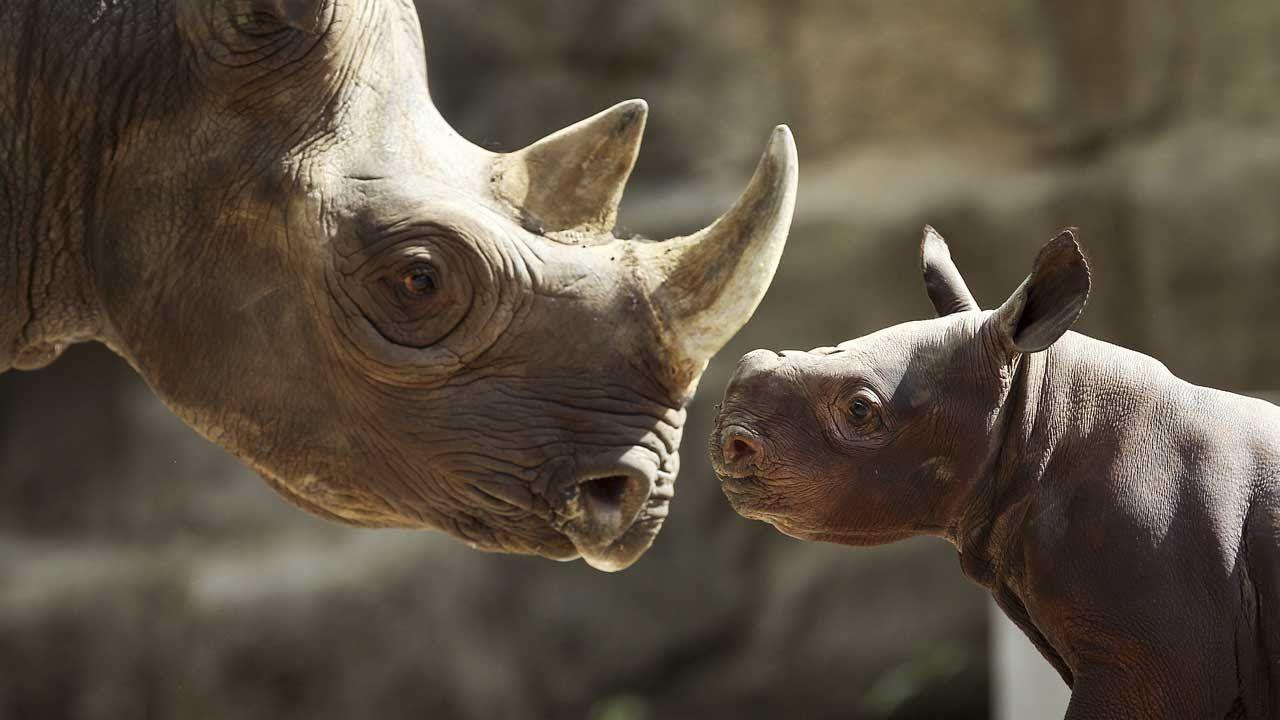 Zimbabwe performs mercy killing on Ntombi the rhino shot