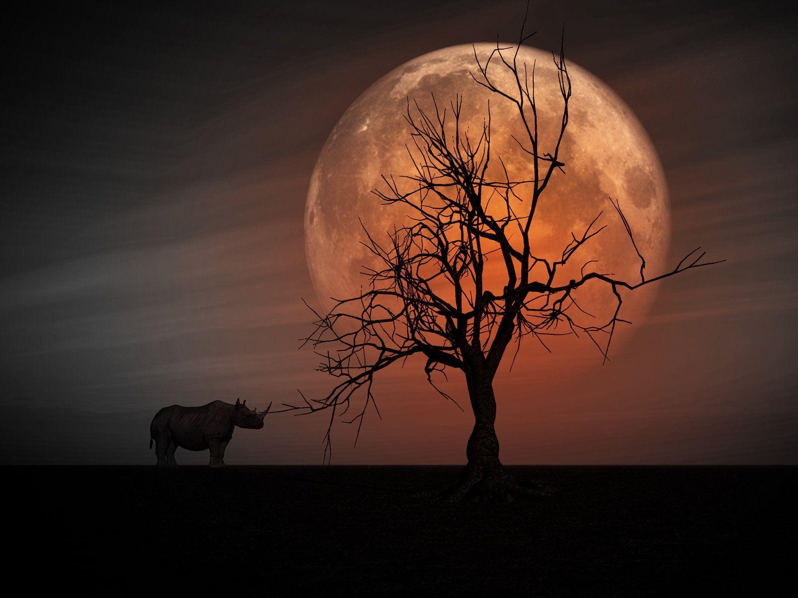 Rhino Wallpaper, Picture, Image