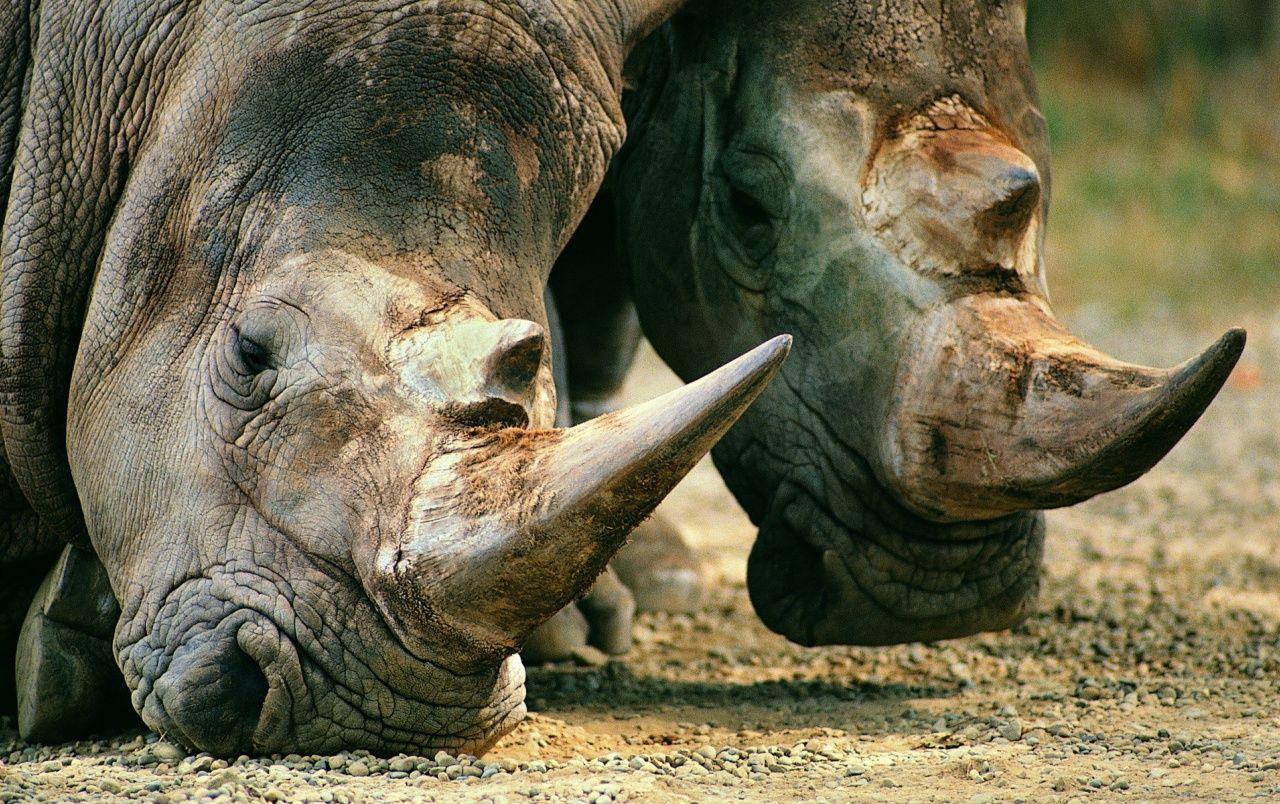 Rhinos in the Wild wallpaper. Rhinos in the Wild