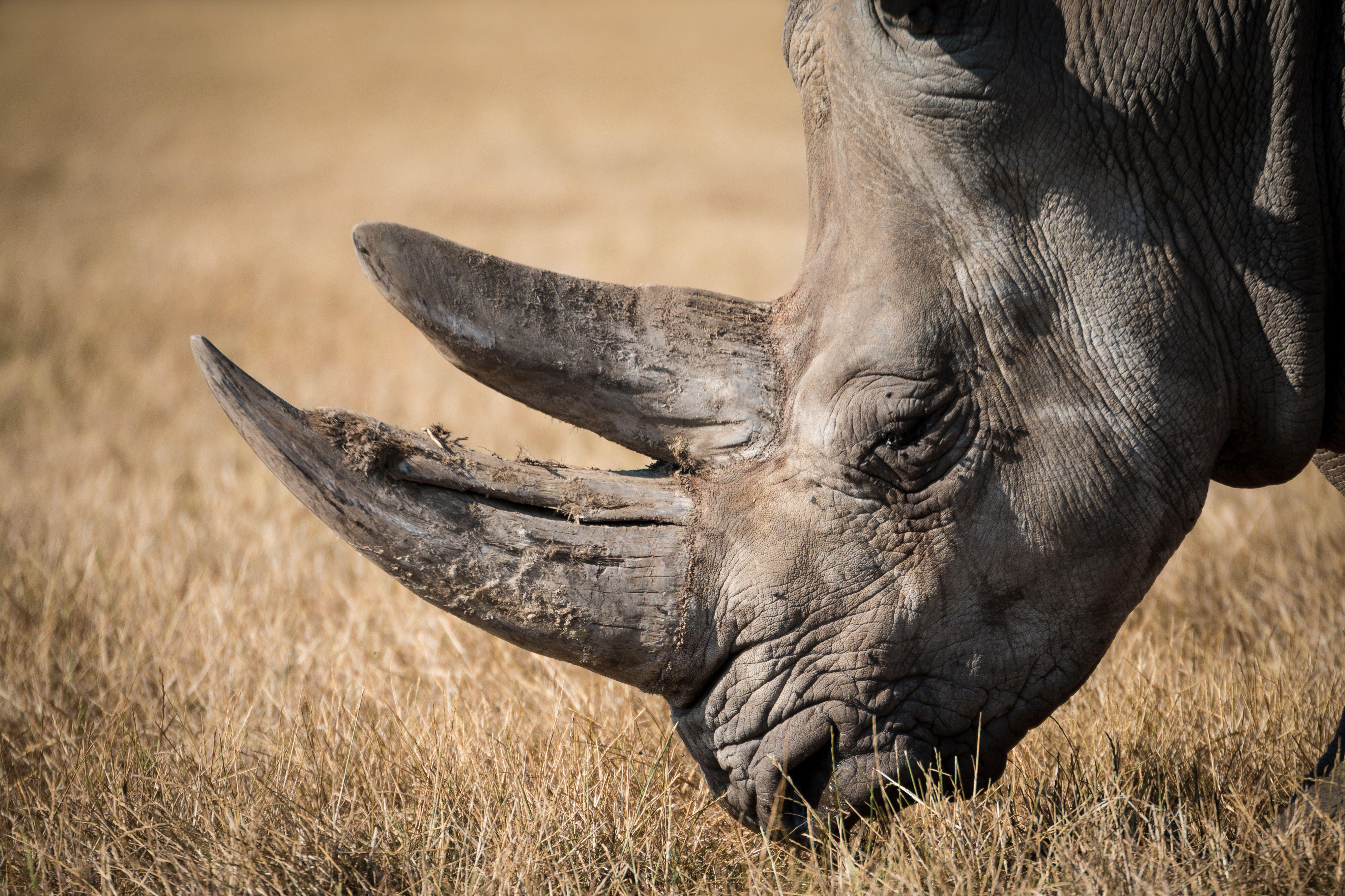 Zimbabwe's Black Rhinos At Risk As China Reverses A 25 Year Ban
