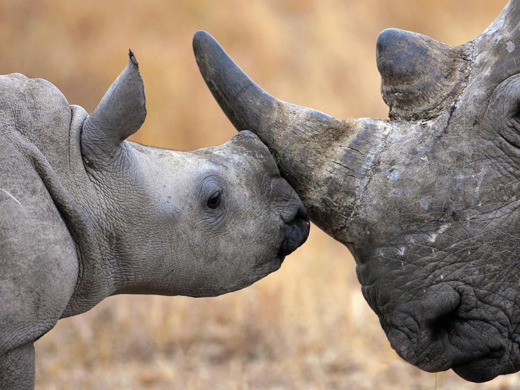 Rhinos Wallpaper 16 X 1080