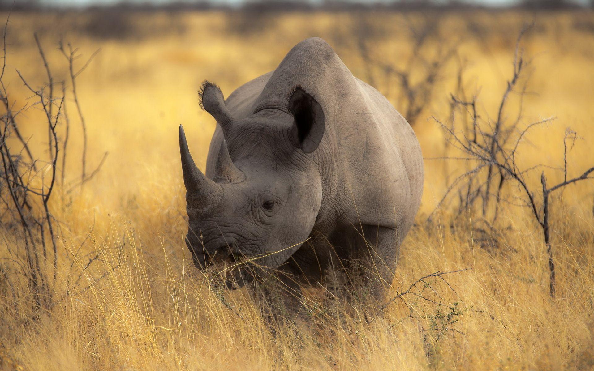 Rhino Wallpaper Image