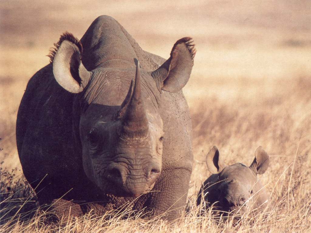 Rhino Wallpaper