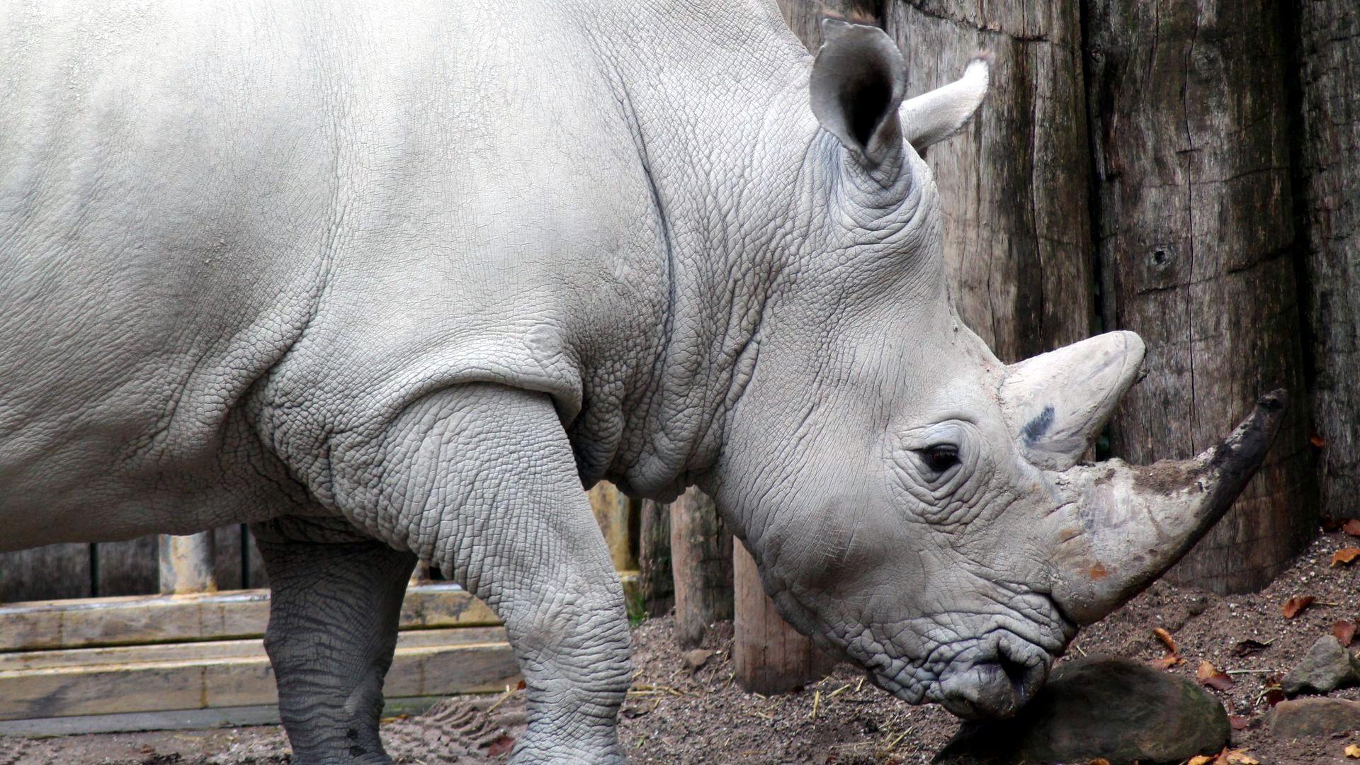 Rhinos HD Wallpaper