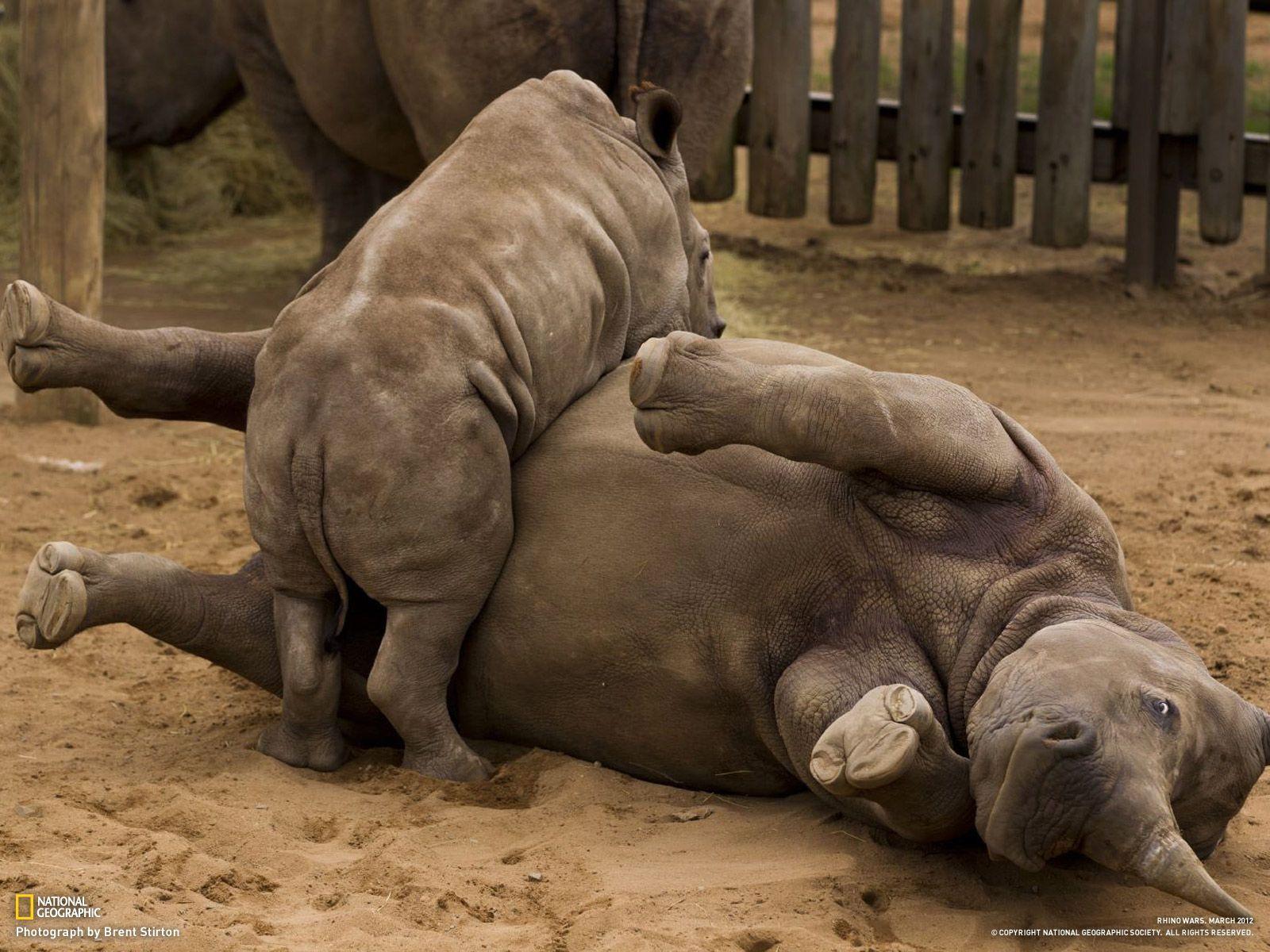 Rhinos Wallpaper 17 X 1200