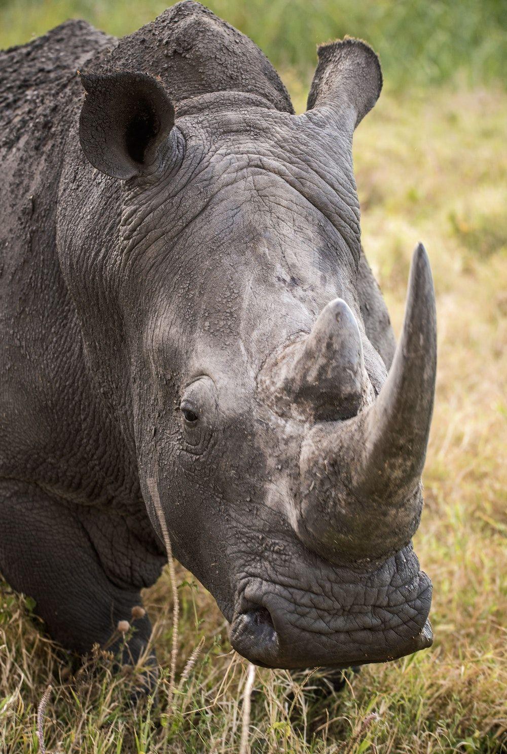 Rhino Picture [HD]. Download Free Image