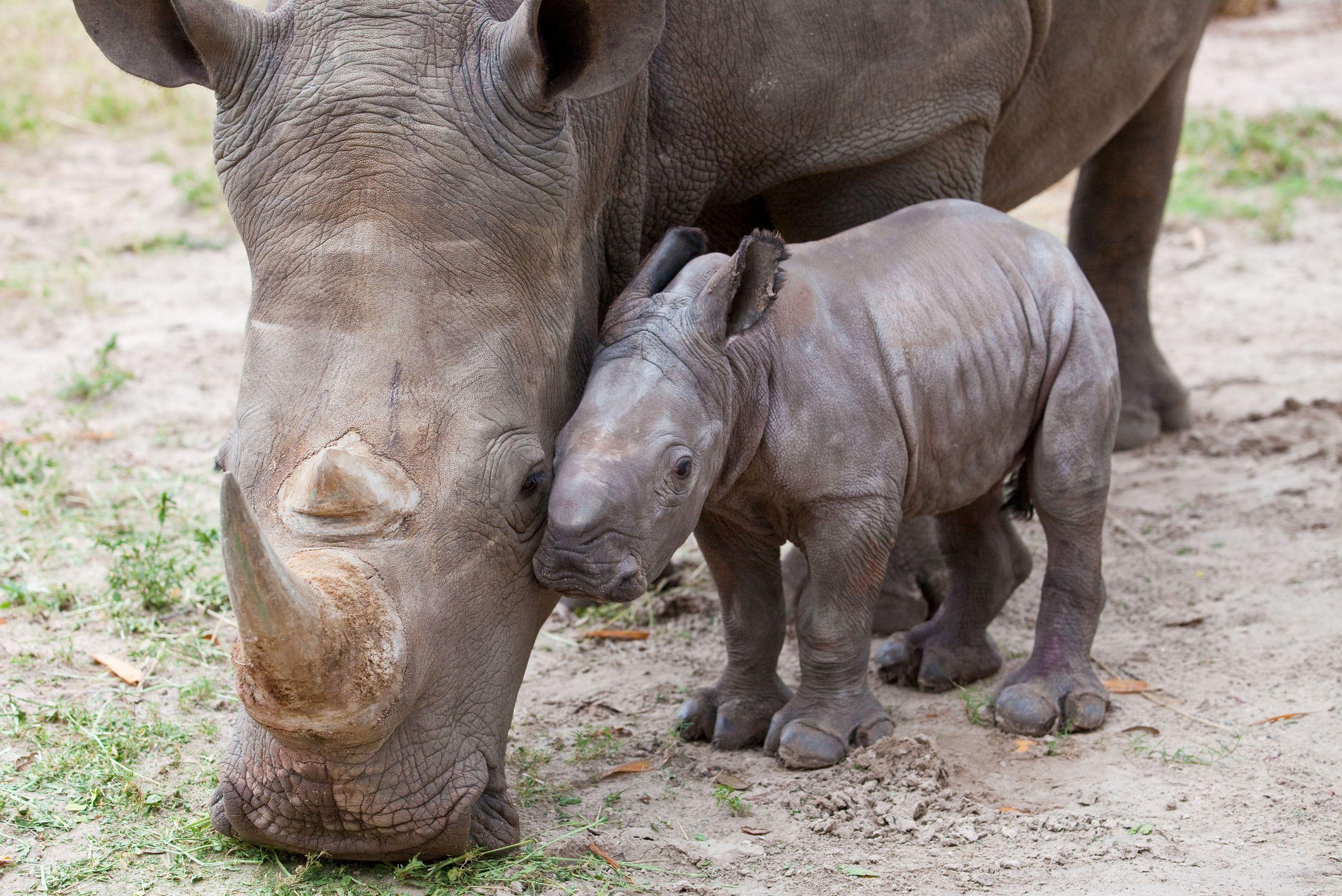 Rhinos Wallpaper High Quality