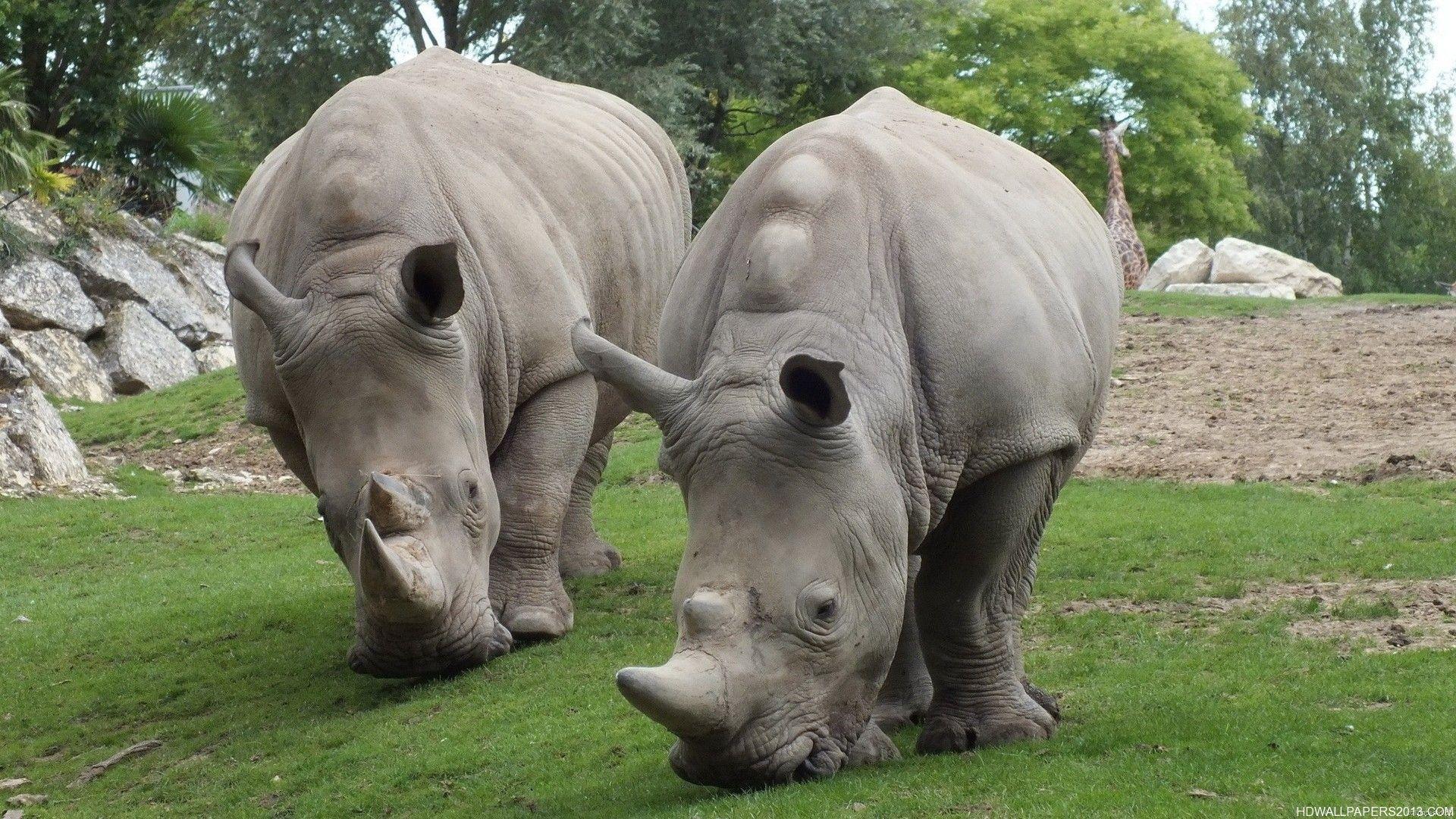 Two Hungry Rhinos. High Definition Wallpaper, High Definition
