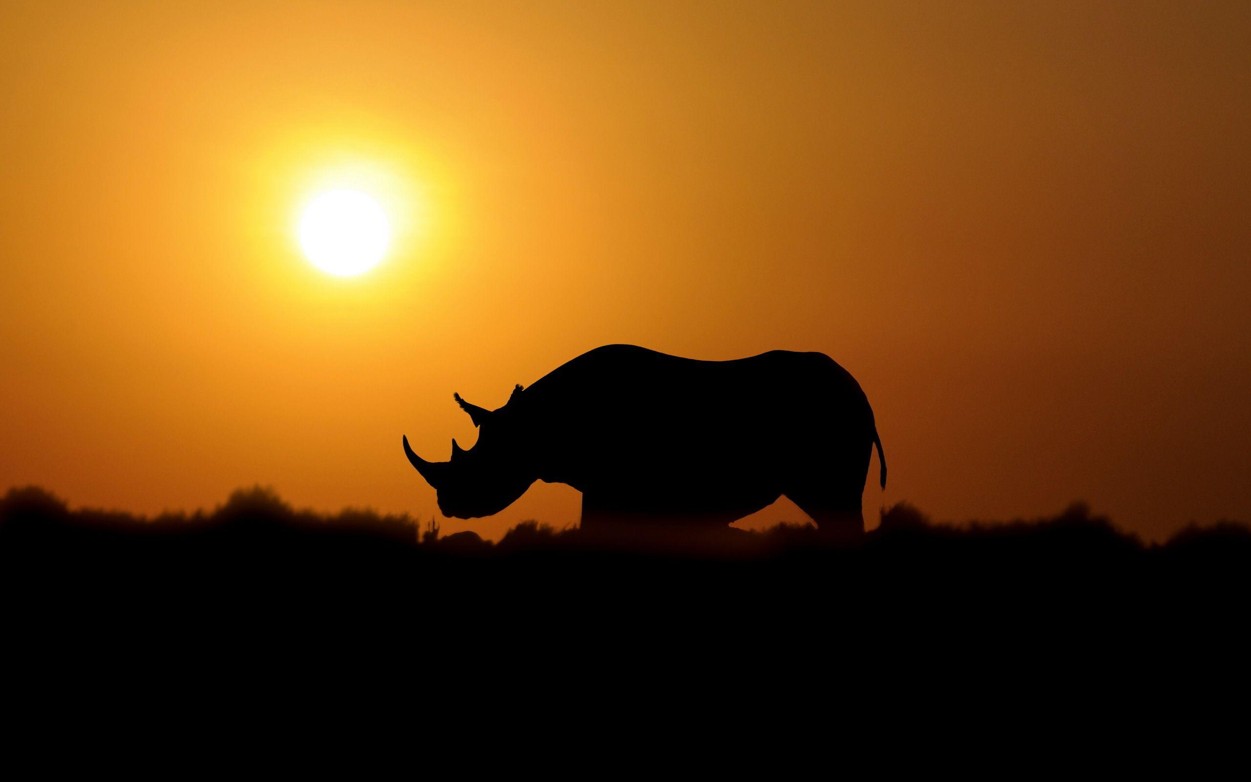 Rhino Wallpaper Deskx1600