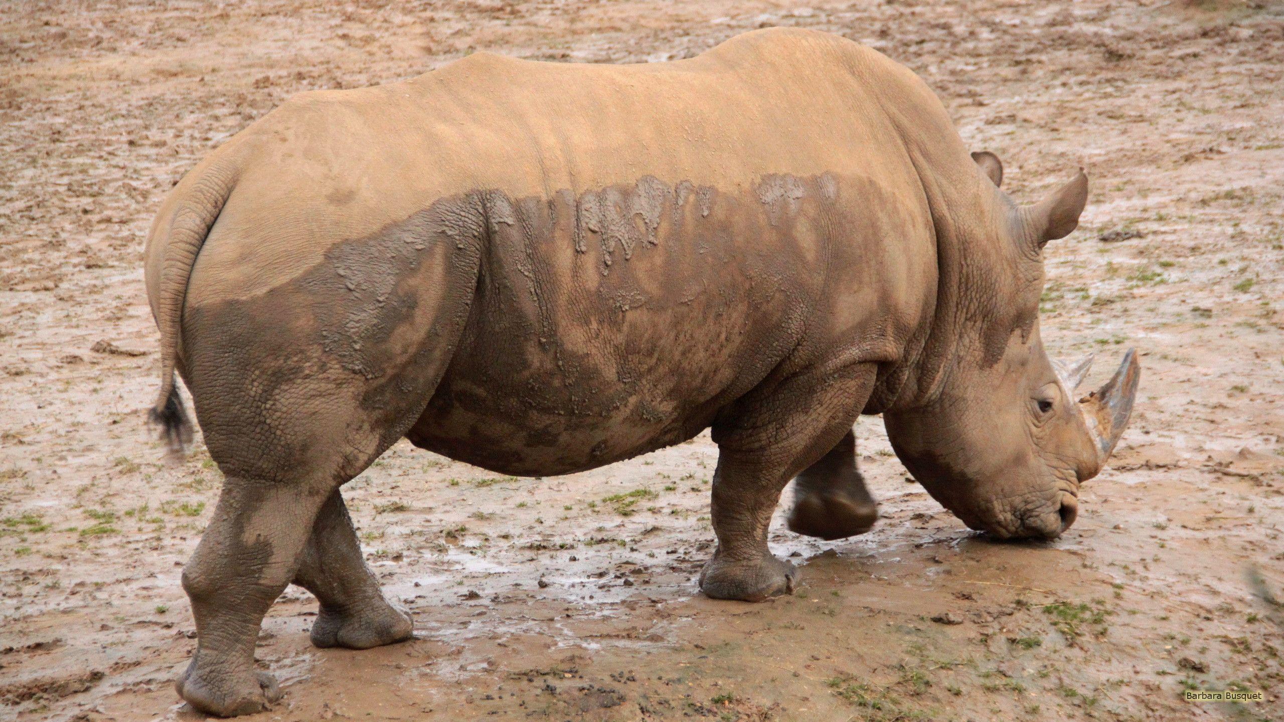 Rhinos HD Wallpaper