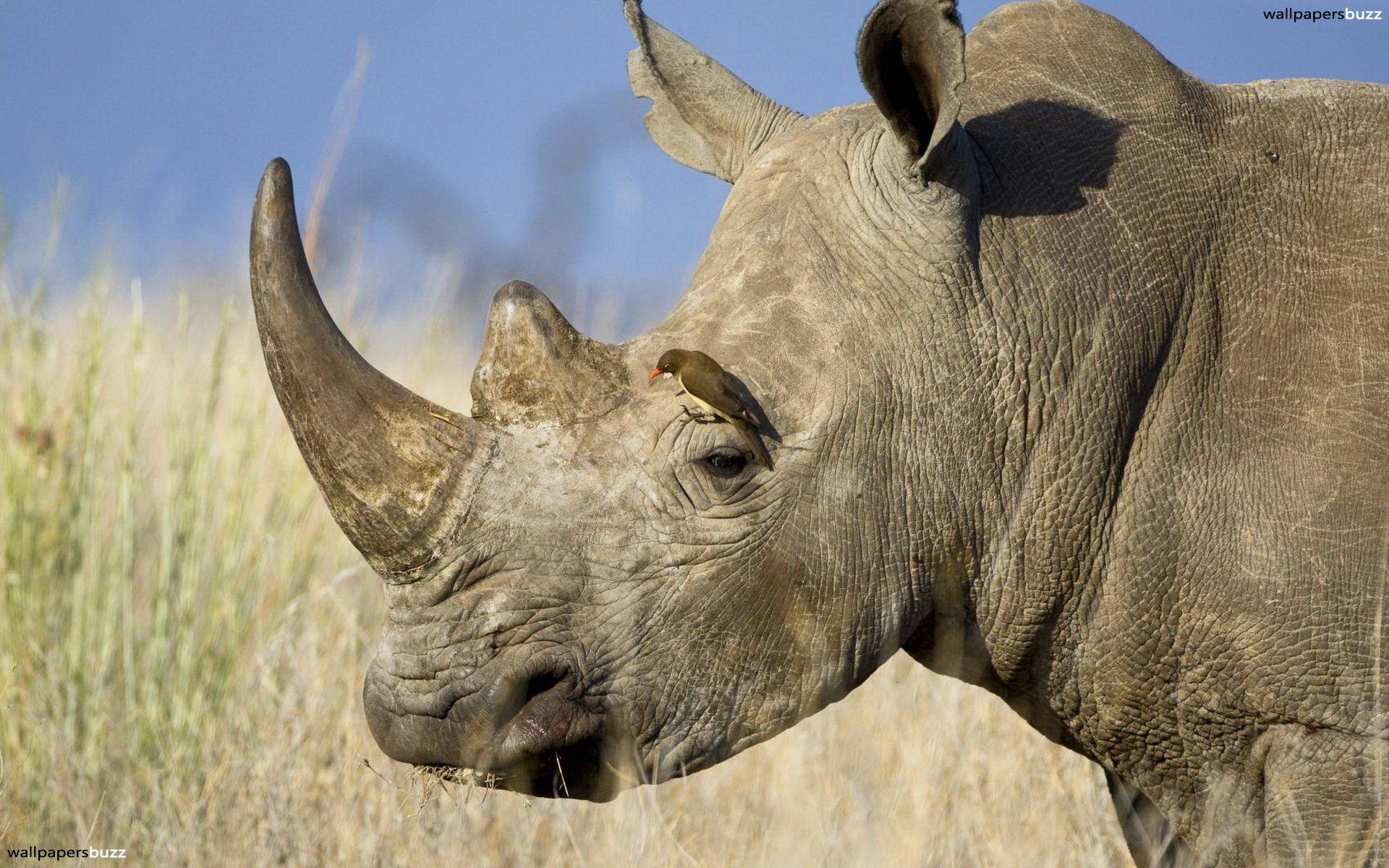 Rhino with a bird HD Wallpaper