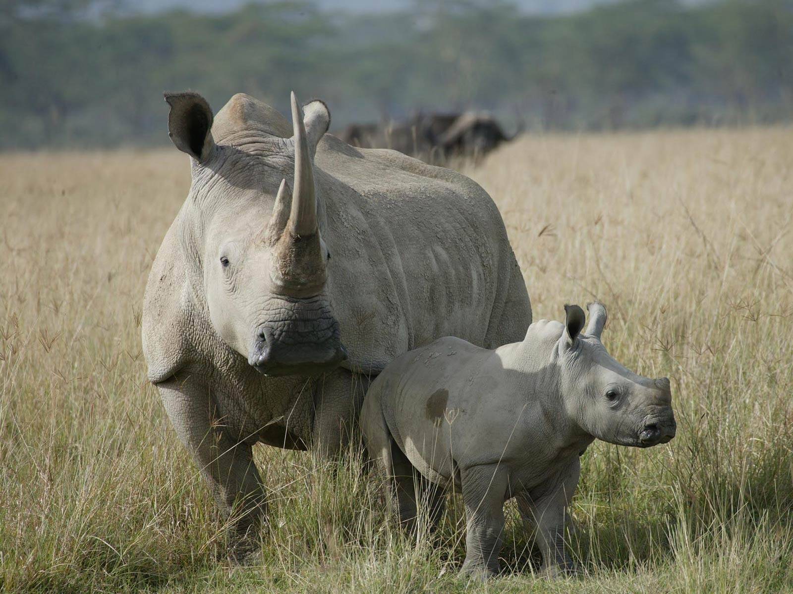 Rhino Wallpaper HD Download