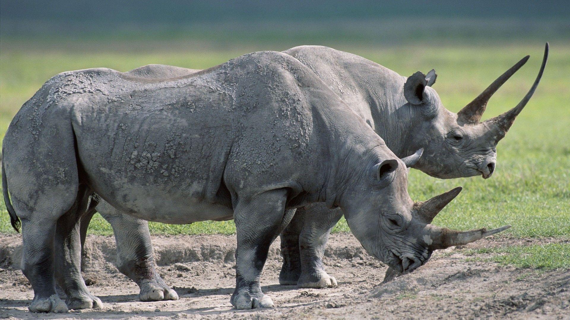 Download wallpaper 1920x1080 rhinos, steam, large, grass, food HD