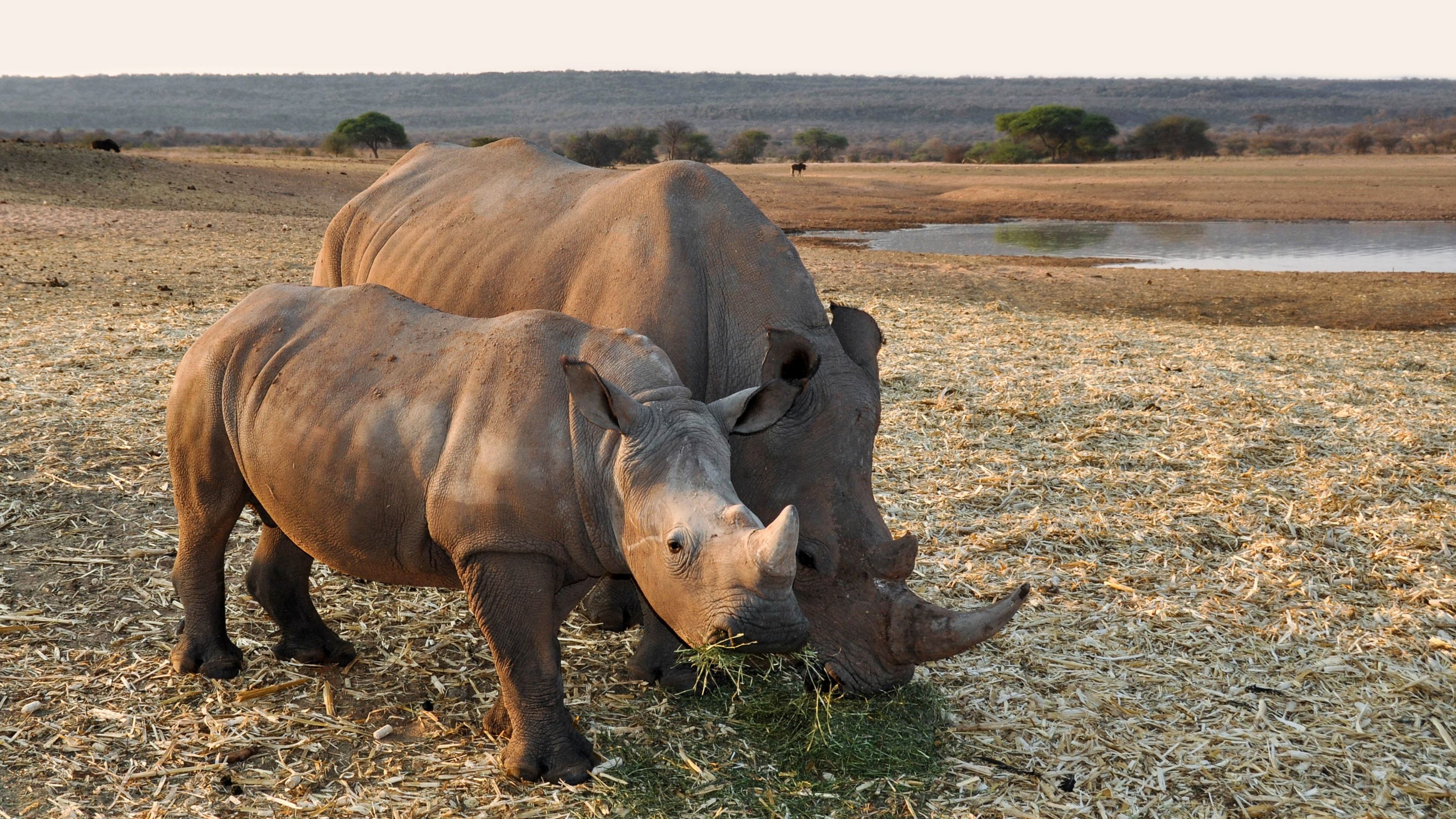 rhinos free image