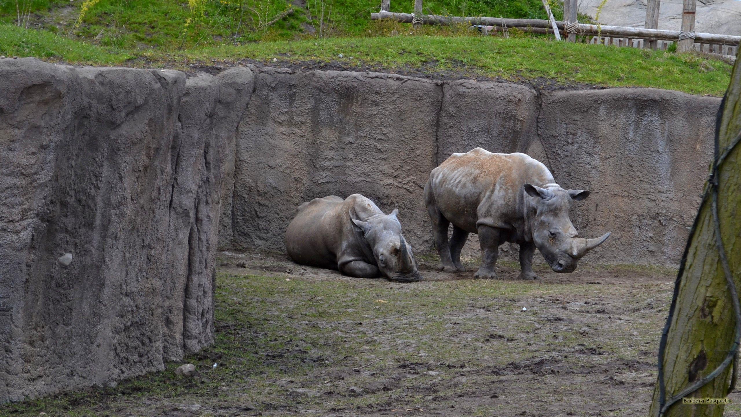 Two white rhinos HD Wallpaper