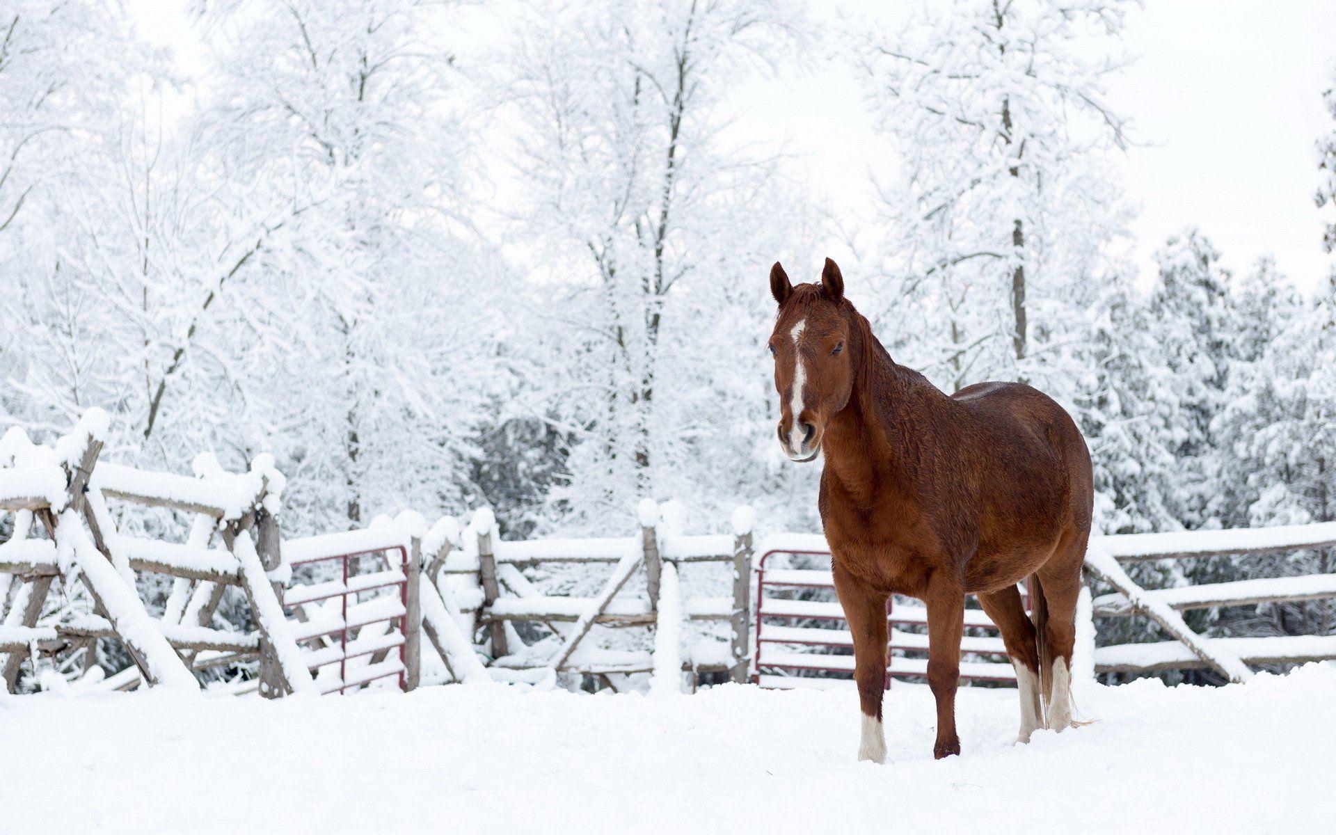horse winter scenes wallpaper
