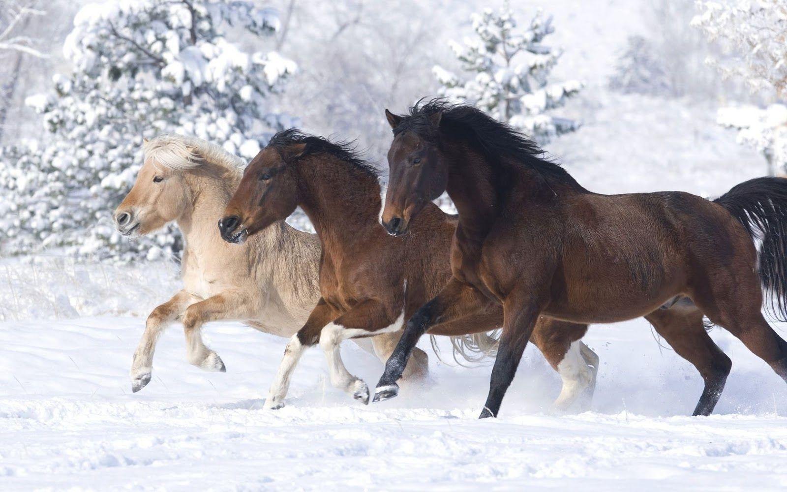 HD Wallpaper Pic: Running White Horse In Snow wallpaper