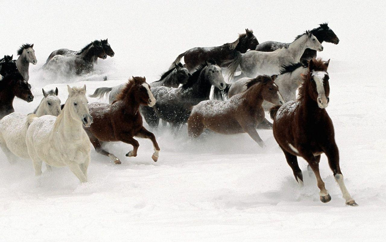 Horses in the snow wallpaper. Horses in the snow