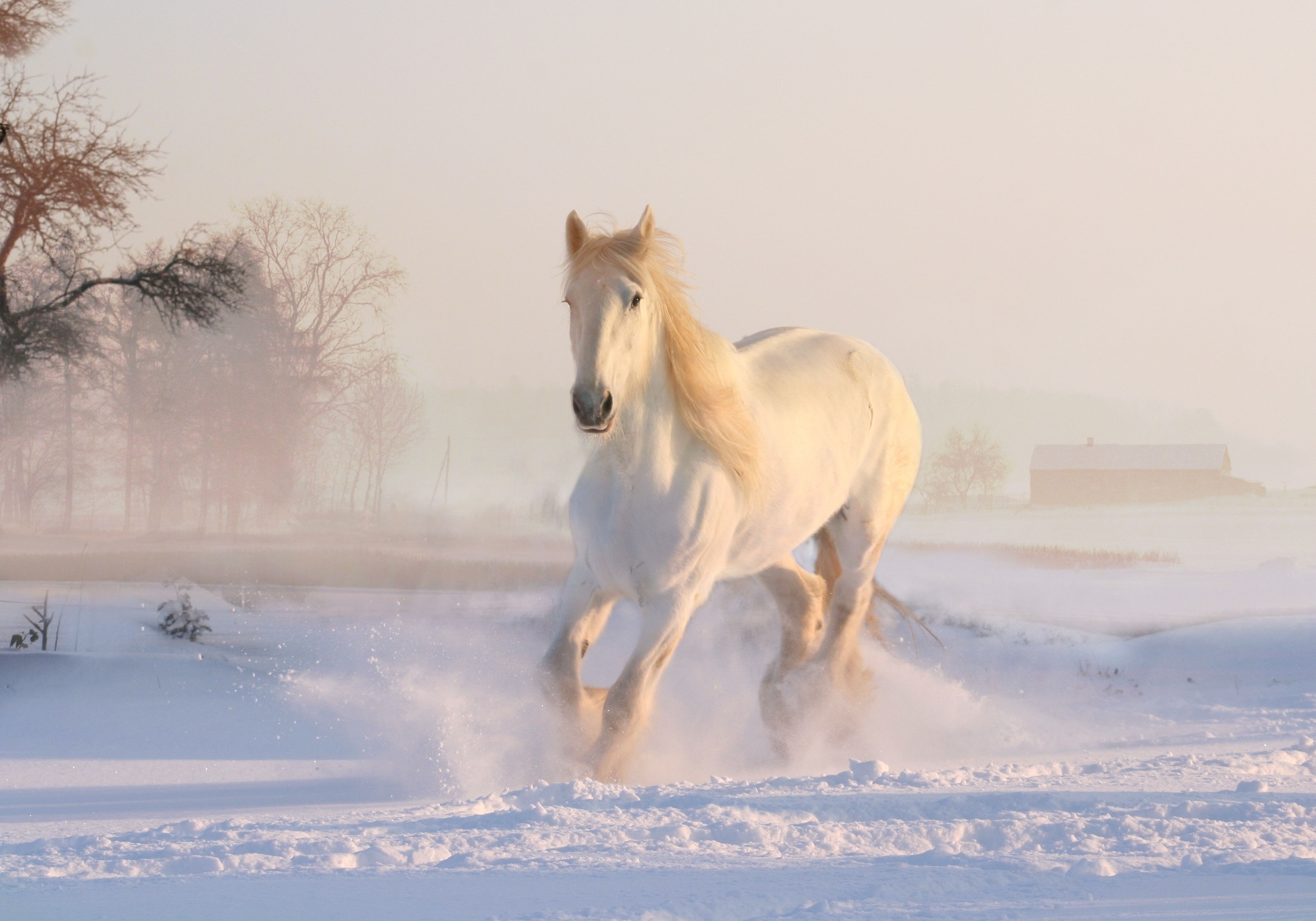 Galloping White Horse in the snow 4k Ultra HD Wallpaper. Background