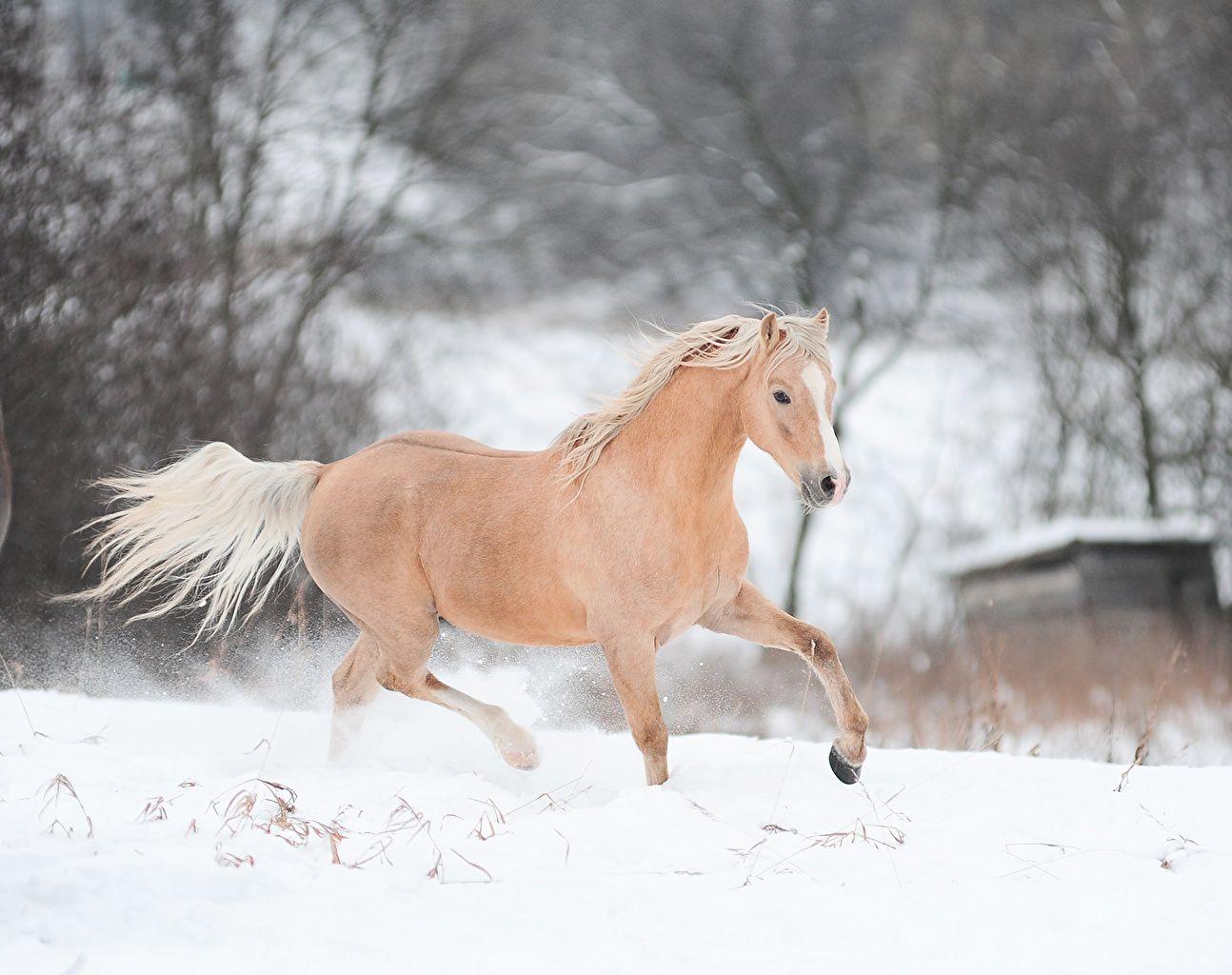 Wallpaper Horses Running Snow Animals