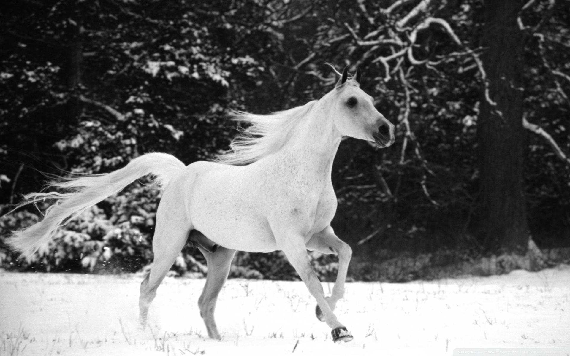 White Horse Running In Snow ❤ 4K HD Desktop Wallpaper for 4K Ultra