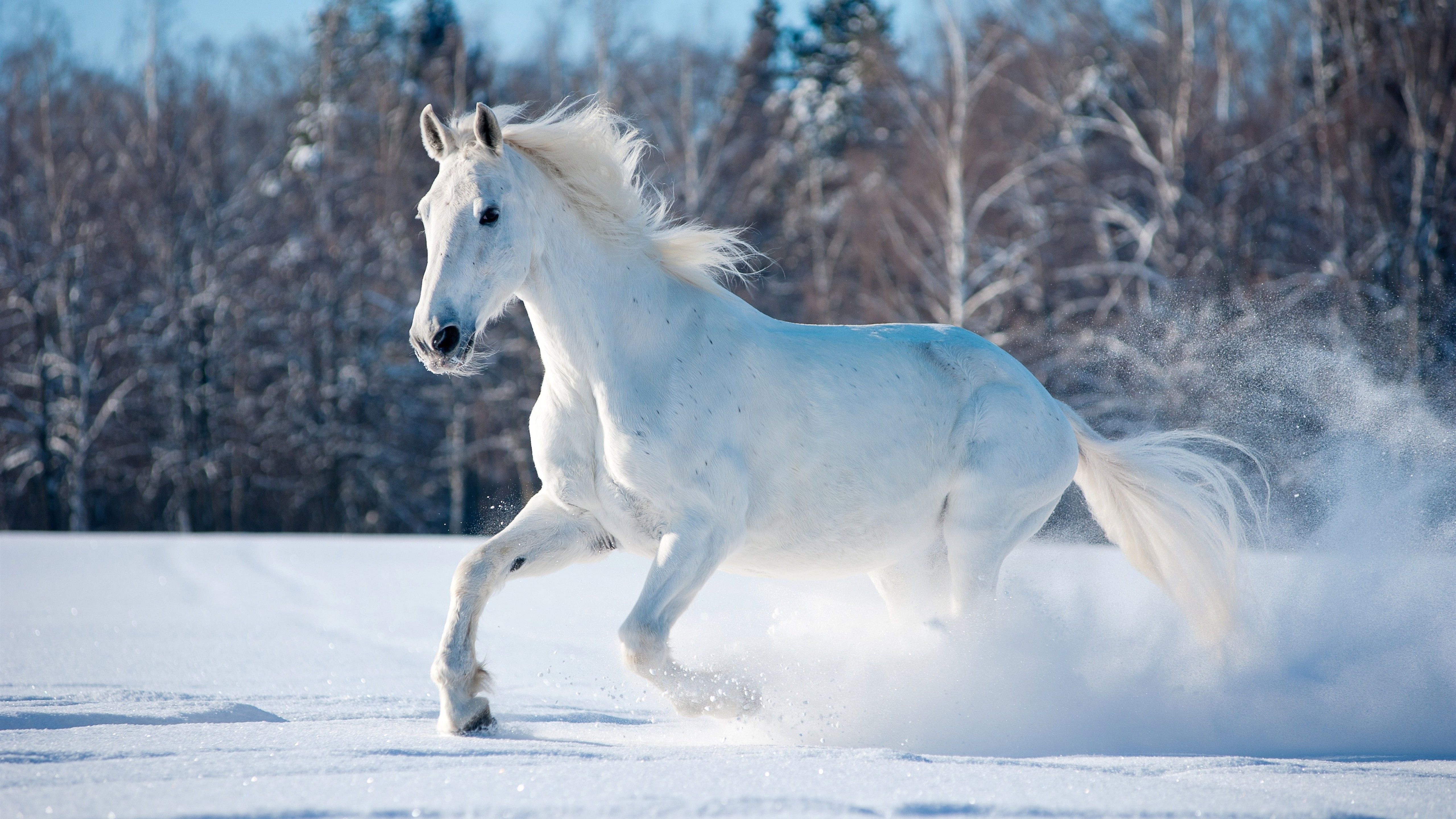 White Horse Running in Snow 5K Wallpaper