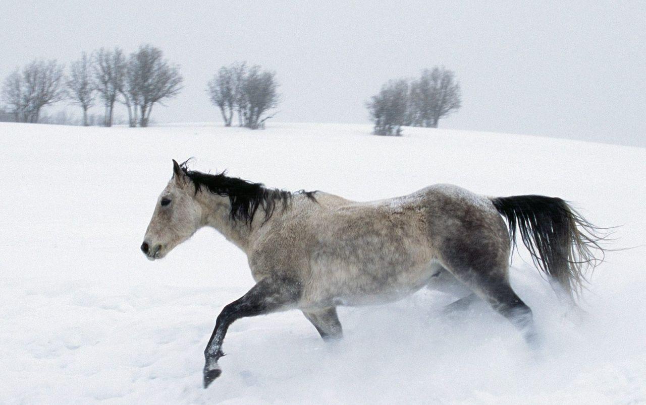 Horse in the snow wallpaper. Horse in the snow