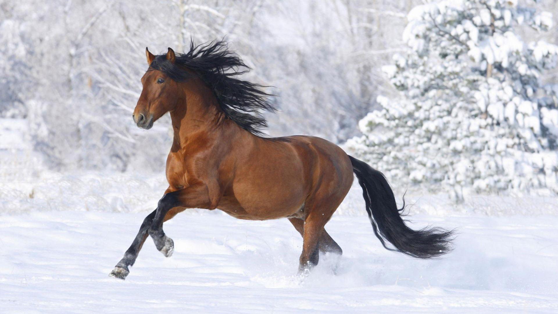 Horse Running in Snow Wallpaper