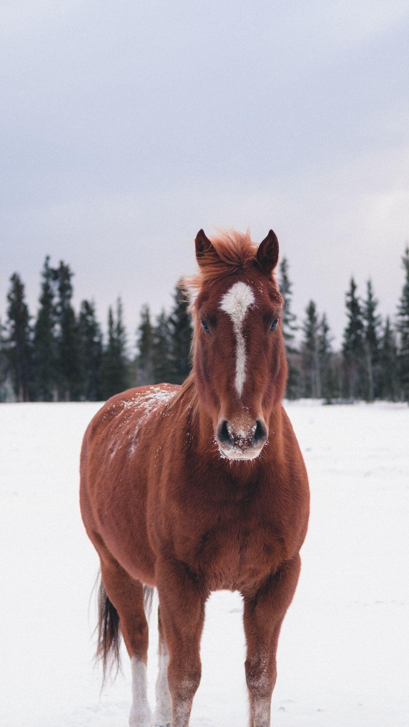 Download wallpaper 1350x2400 horse, winter, snow, forest iphone