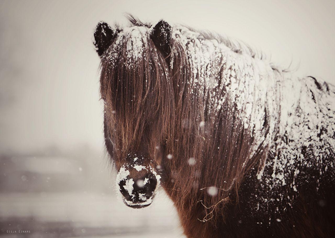 Picture Horses Snow Animals