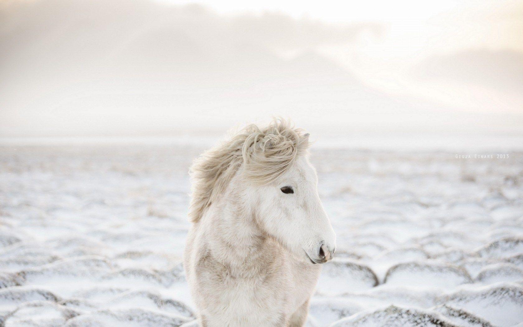 Download Icelandic Horse, Winter Wallpaper Wallpaper