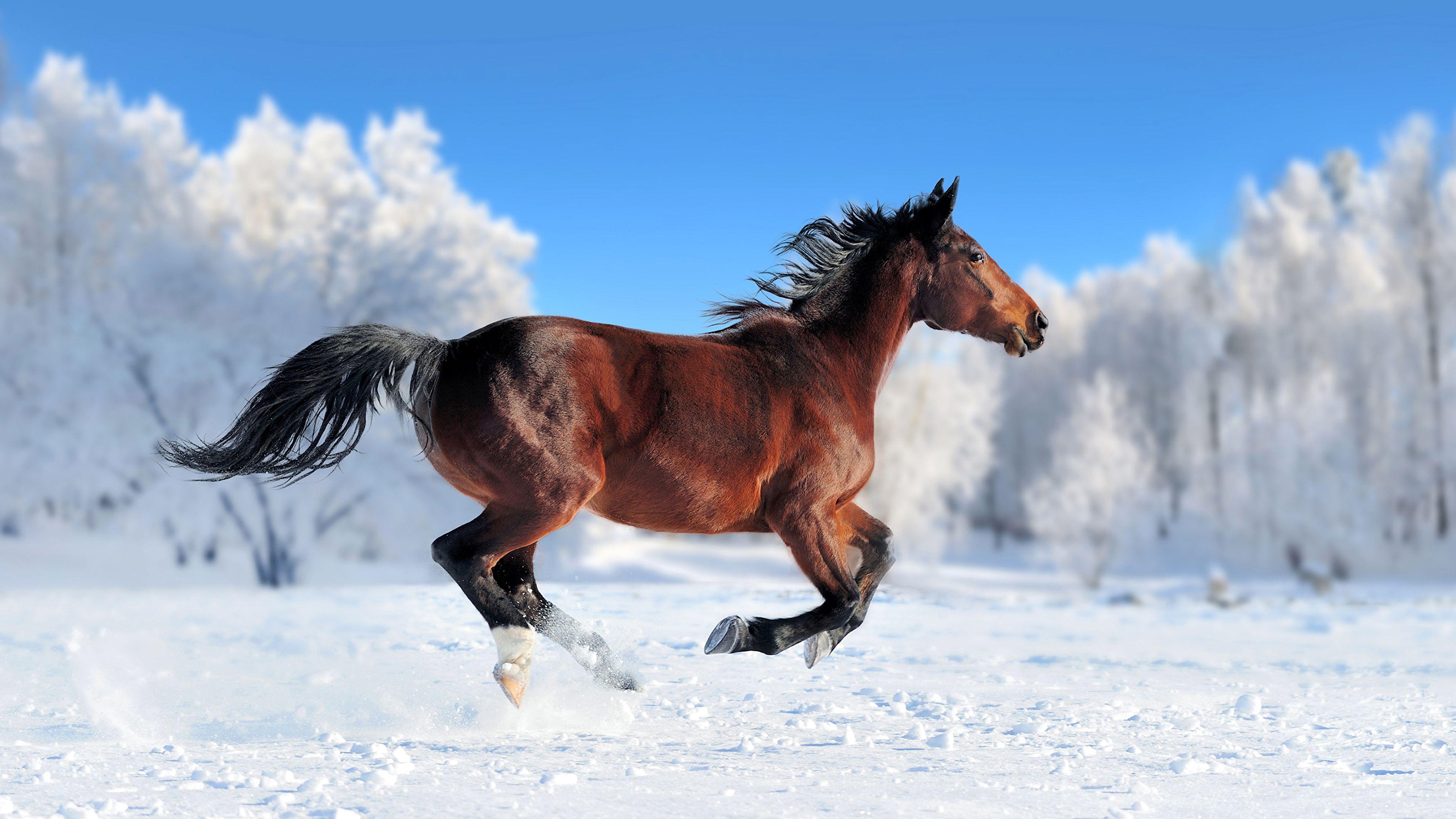 Picture Horses Running Snow Animals 3840x2160