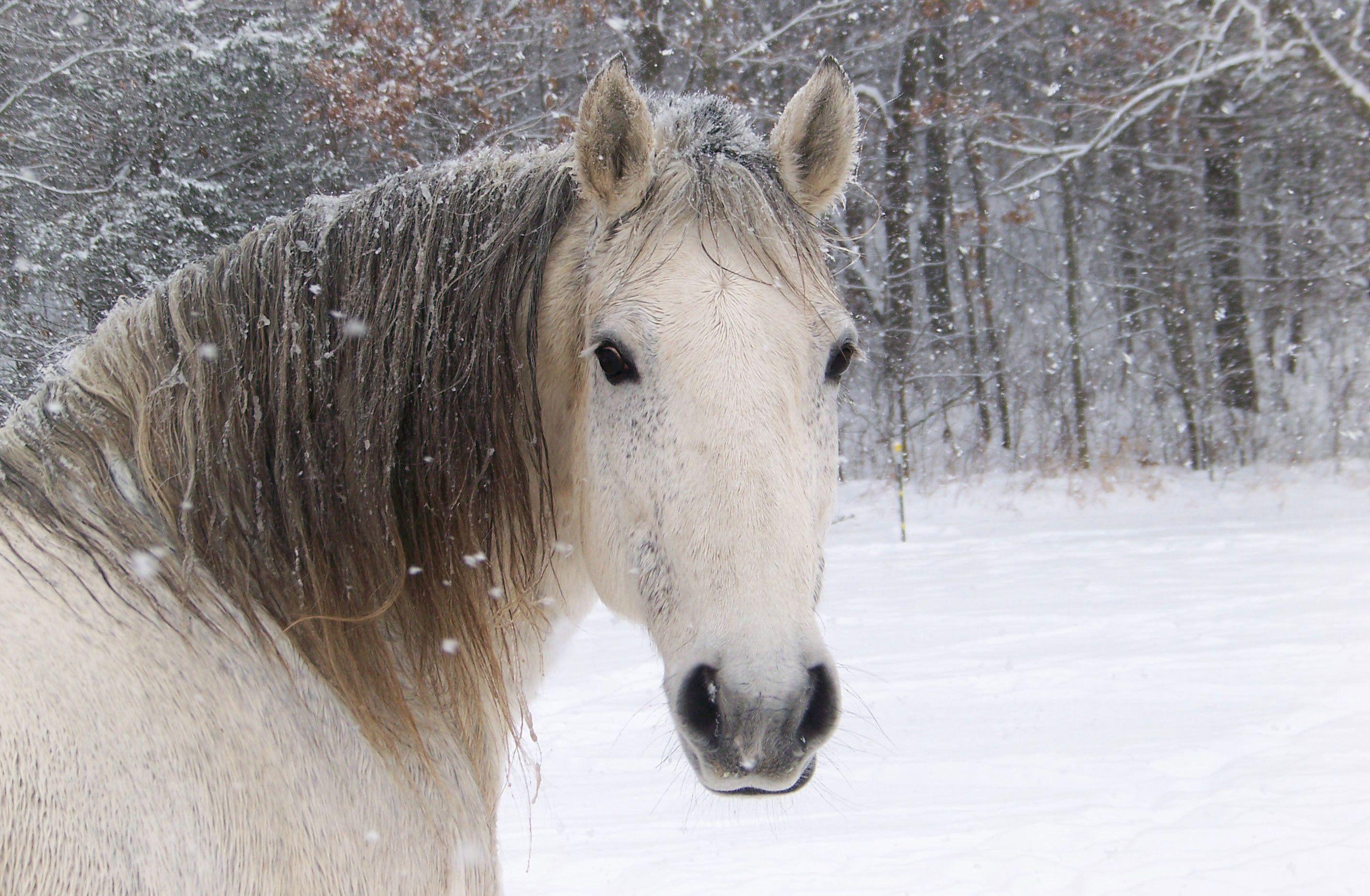 Horses in the Snow Wallpaper