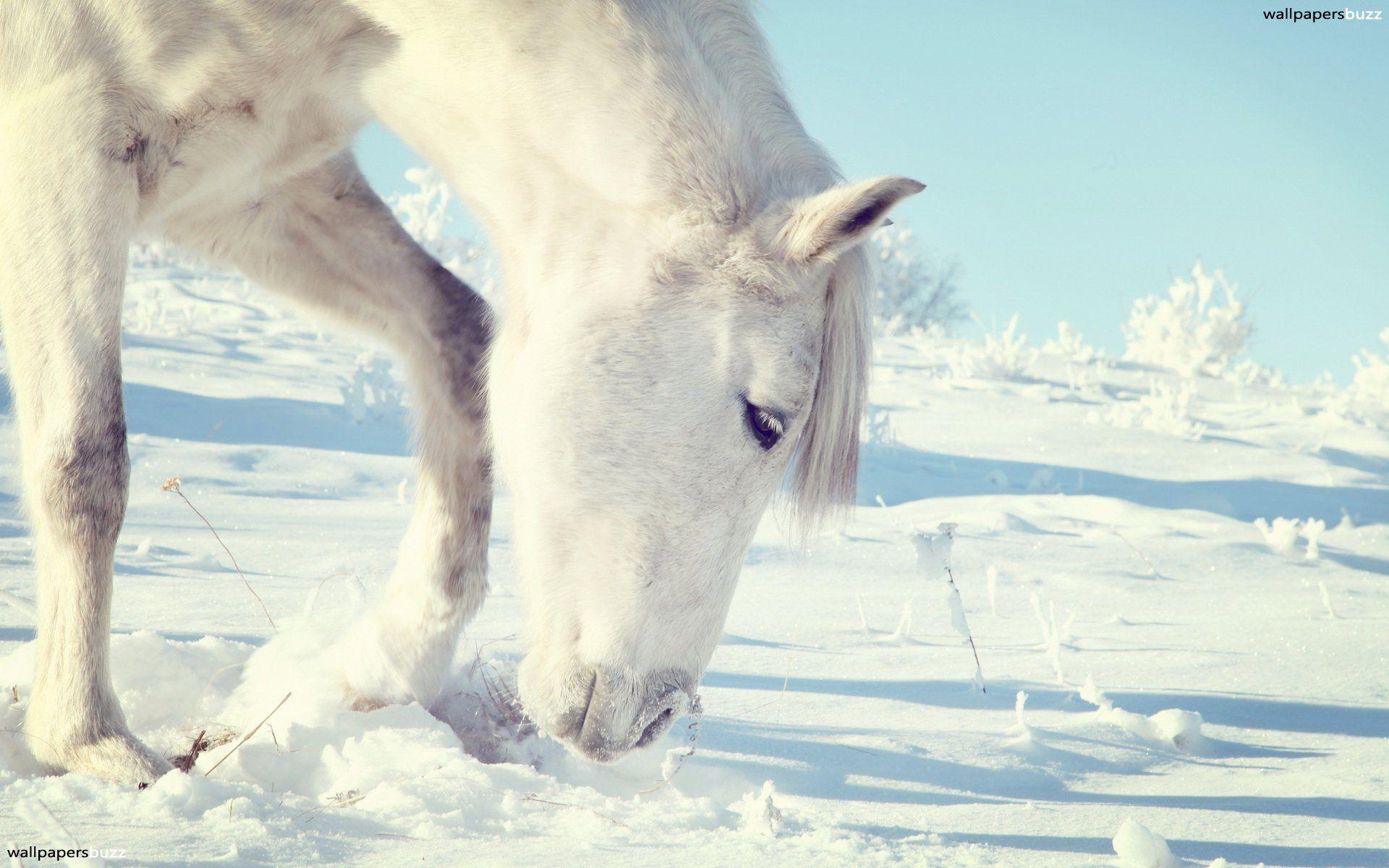 White horse on snow HD Wallpaper