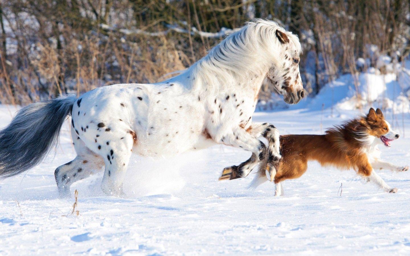 Download 1440x900 White Horse, Dog, Running, Snow Wallpaper