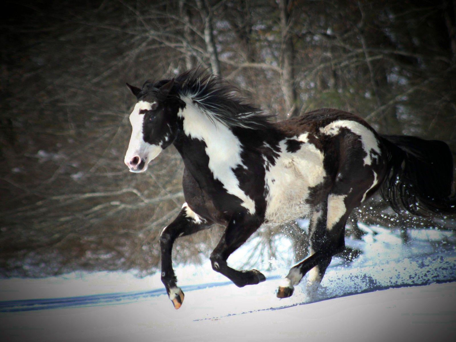 Black And White Horse Running In Snow Desktop Wallpaper Background
