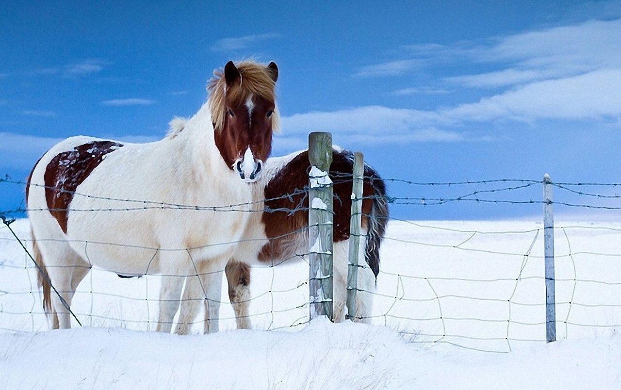 Horses in the Snow wallpaper. Horses in the Snow