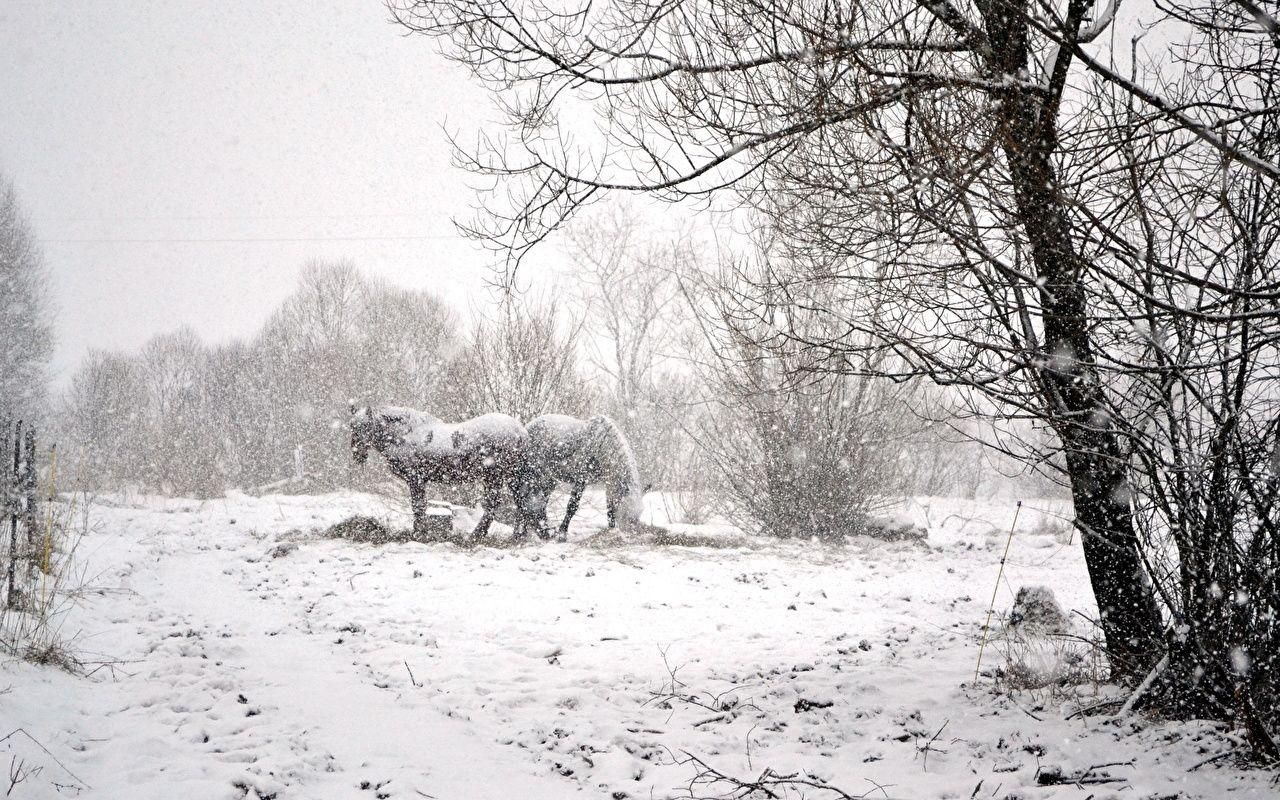 Wallpaper Horses Winter Nature Snowflakes Snow Animals