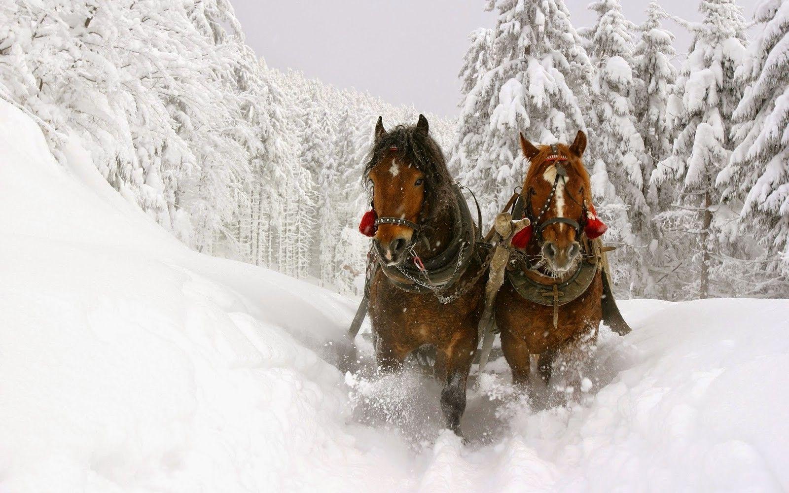 horse snow wallpaper and background